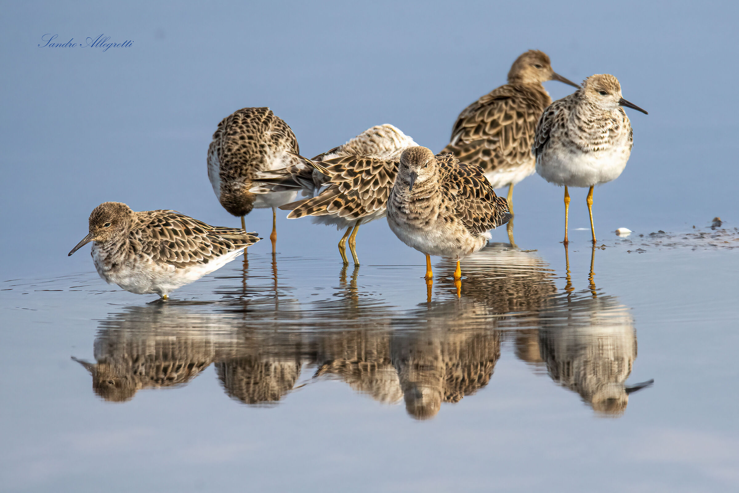 Gruppetto di "combattenti" (Calidris pugnax)