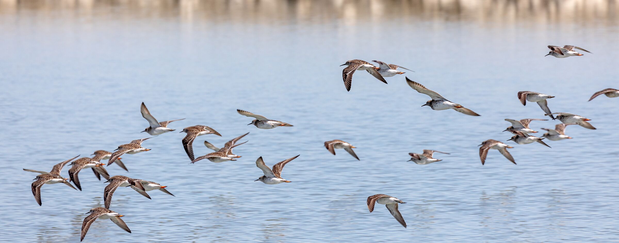 combattenti biologici