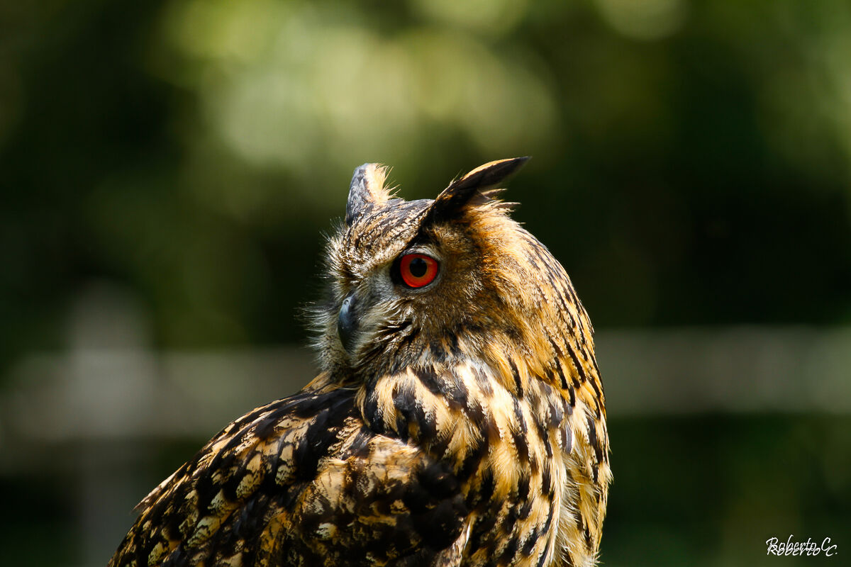 Eagle owl