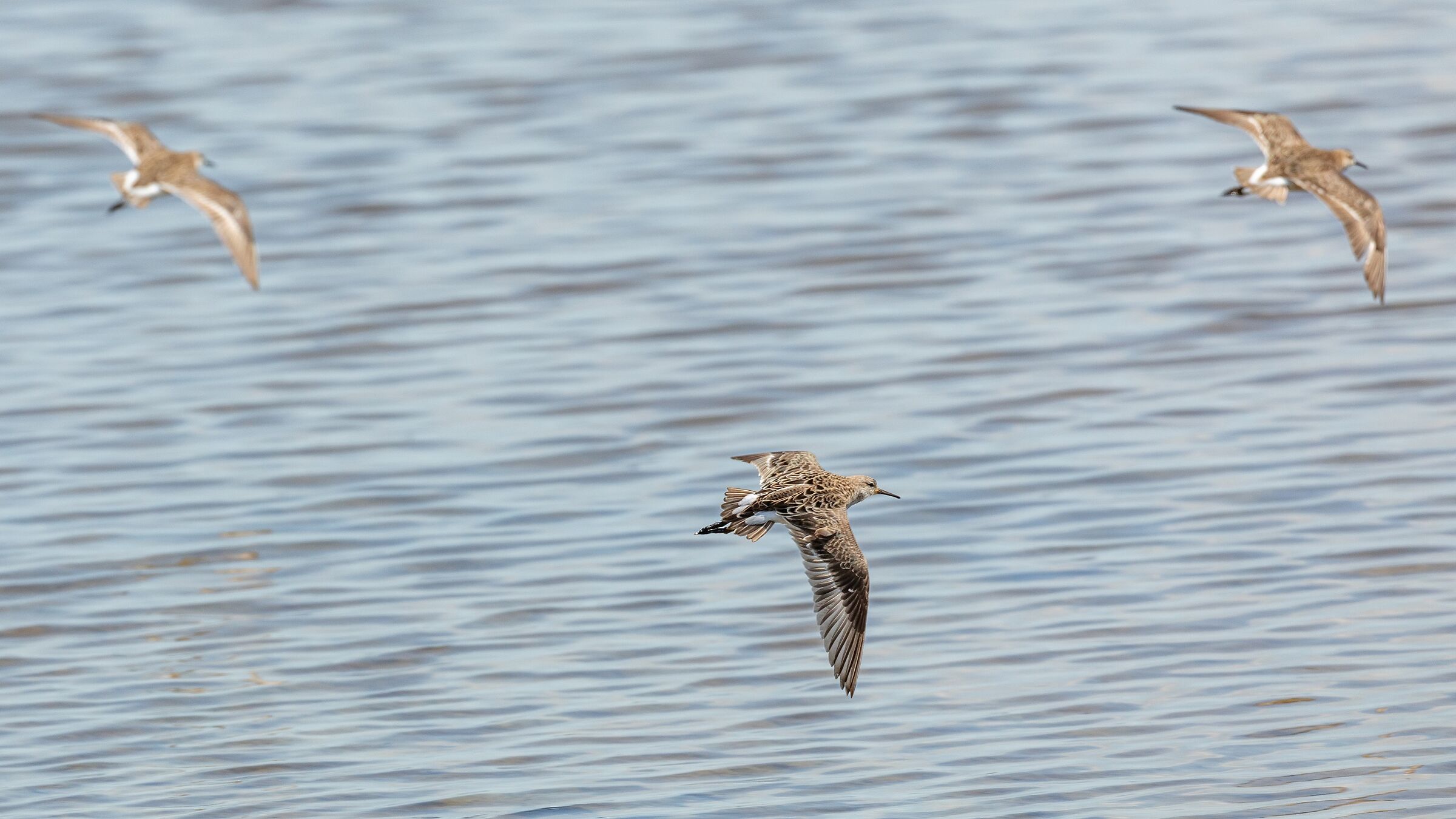 caccia in formazione