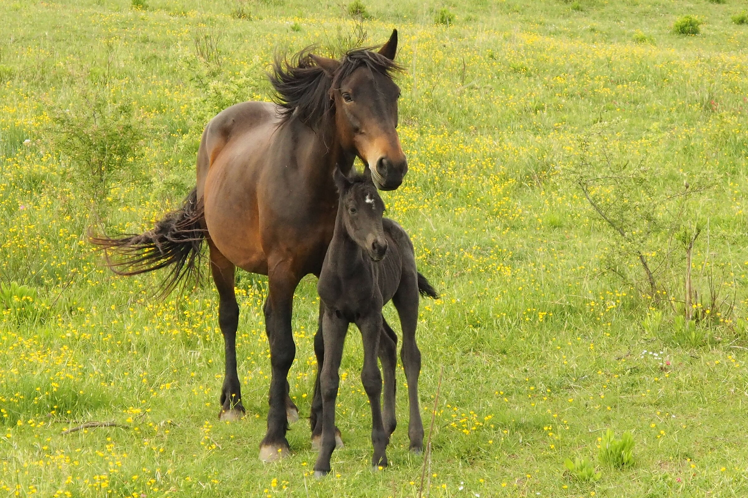 Non scattare ..ho la criniera in disordine...