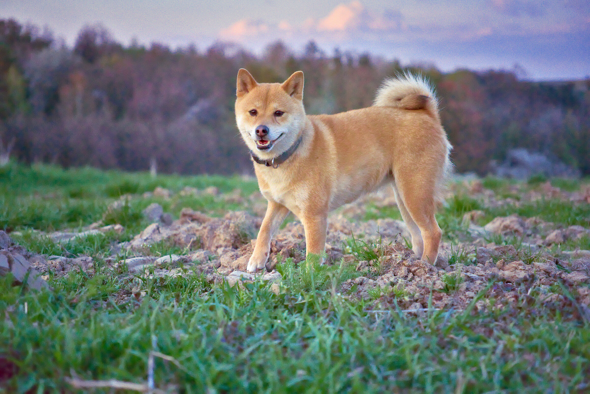 Shiba in the fields