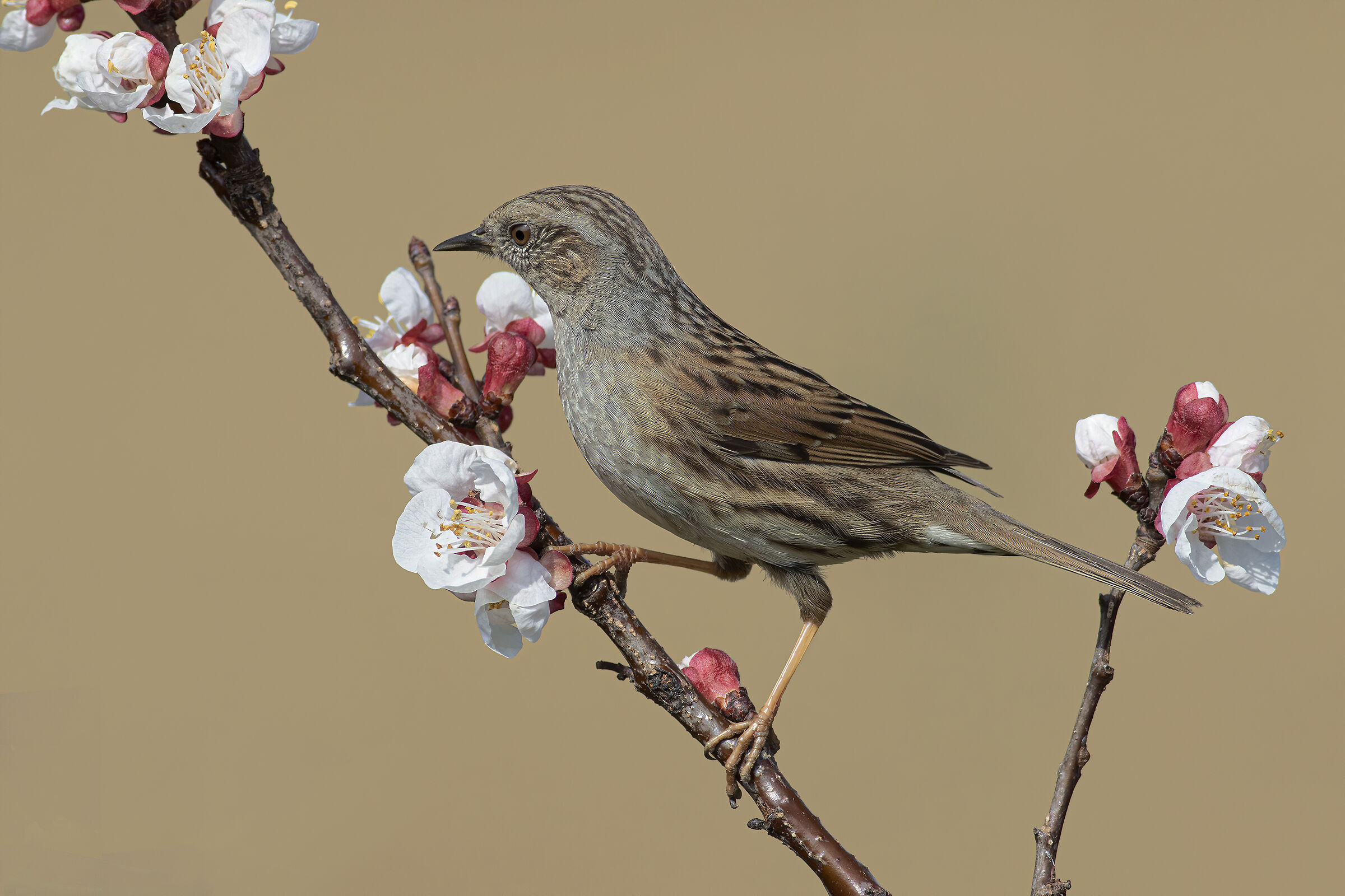 Dunnock