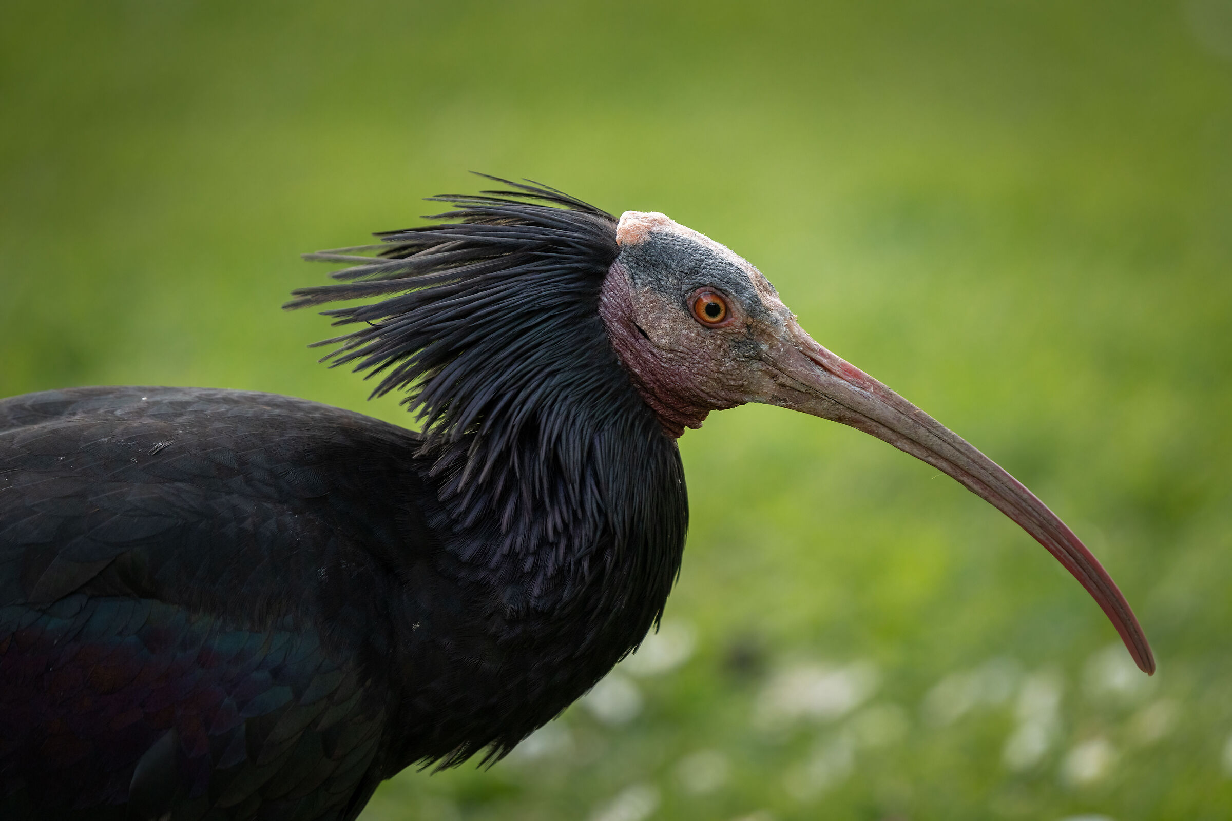 Ritratto di Ibis Eremita