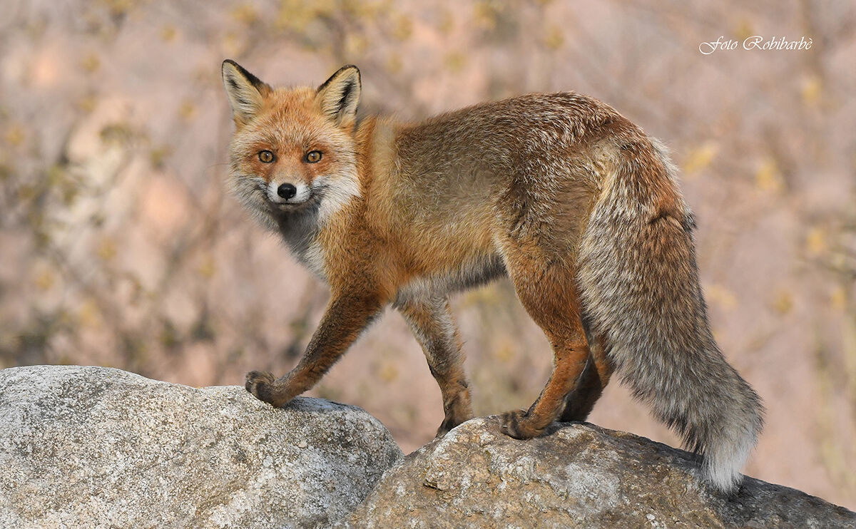 La volpe al tramonto...