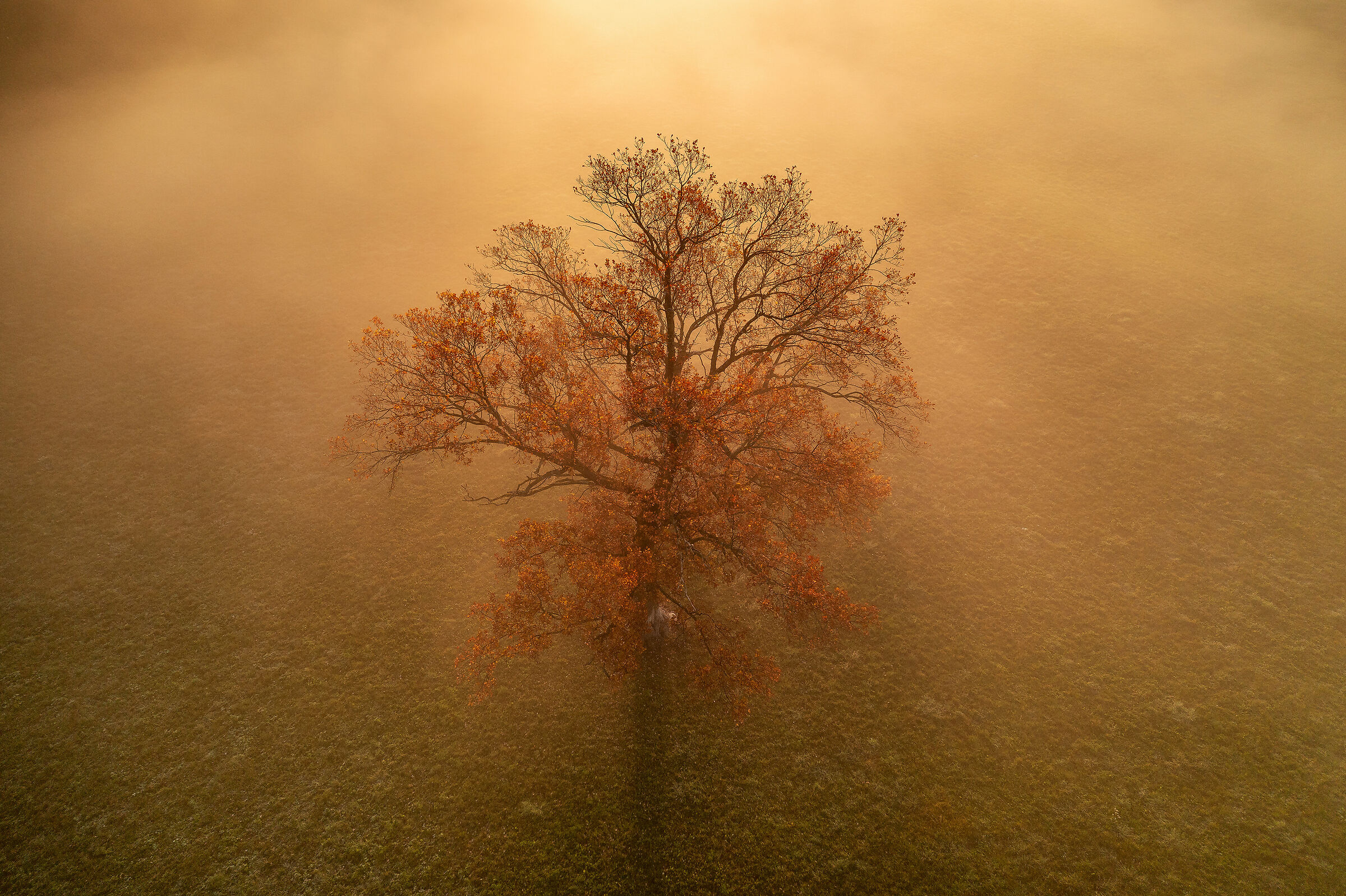 Albero autunnale dall'alto