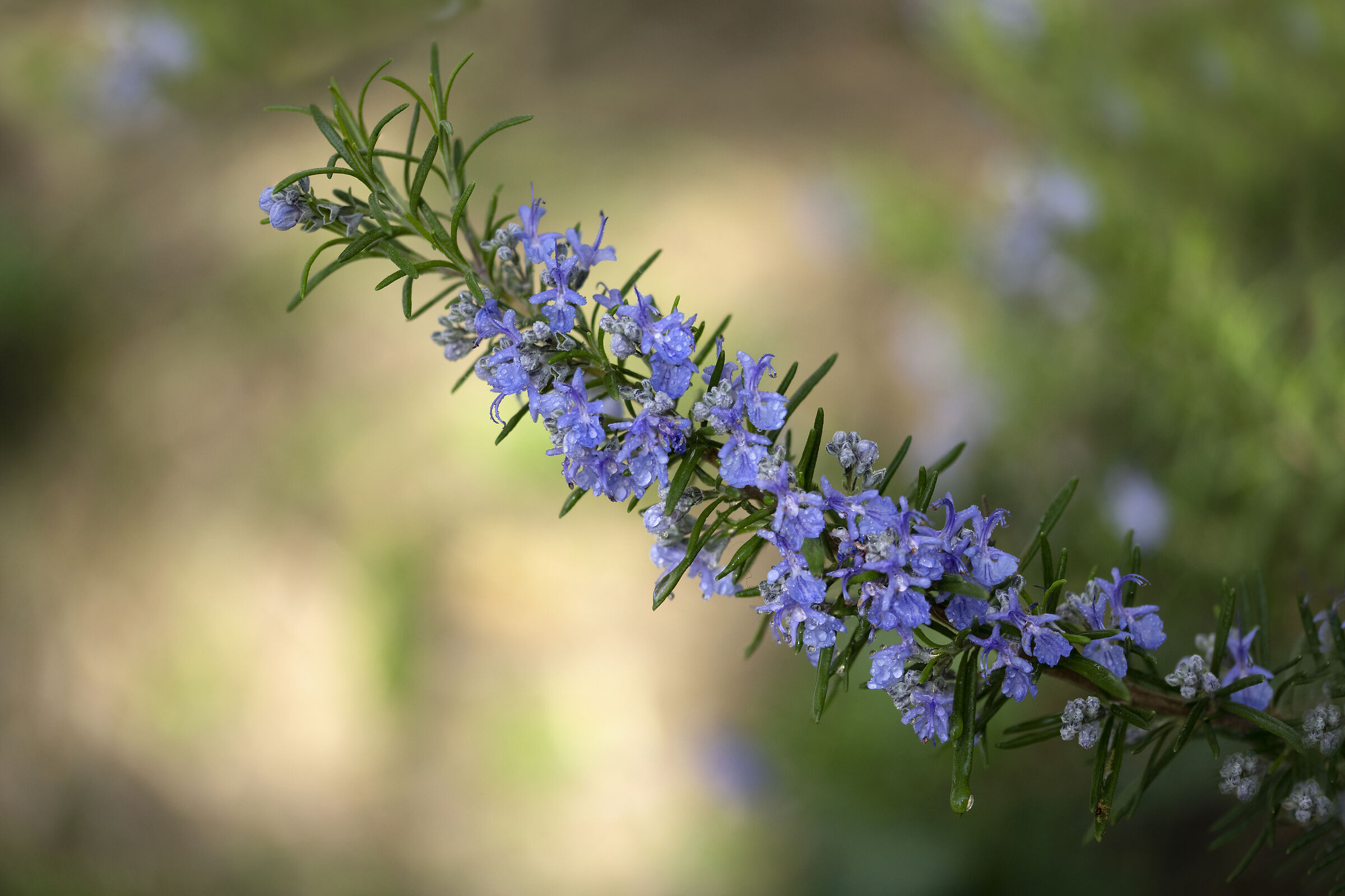 Profumo di rosmarino...