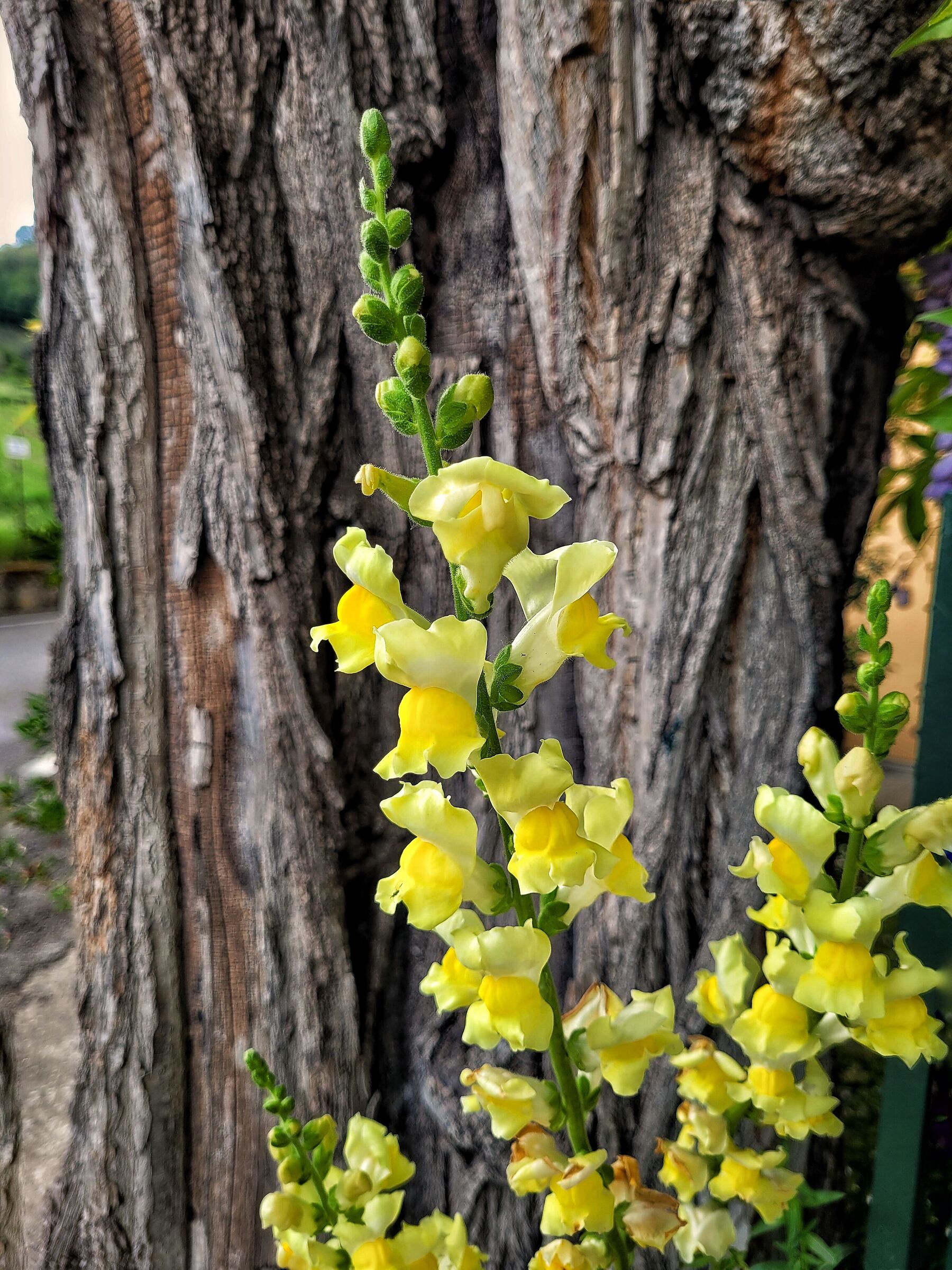Fiori