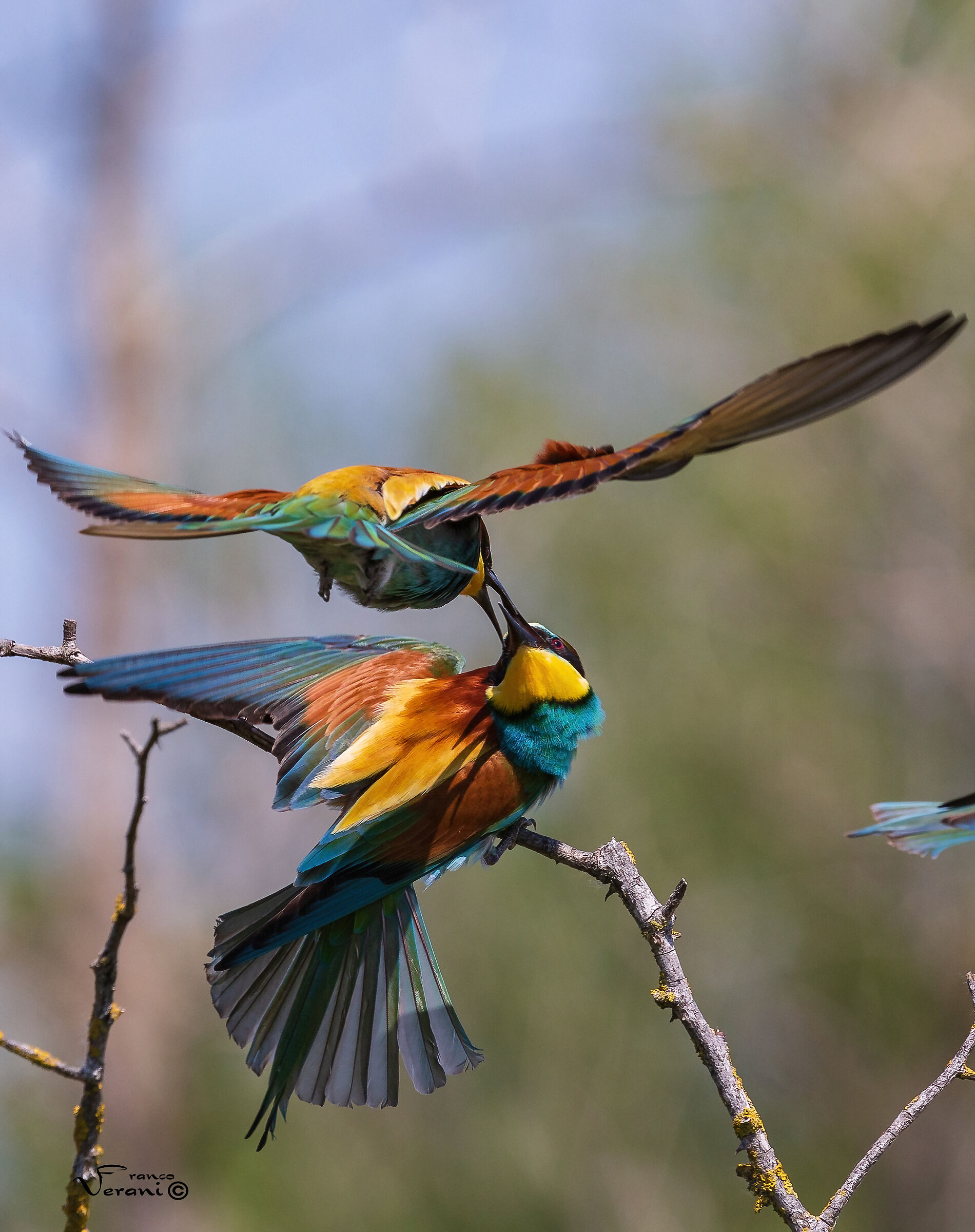 Bee-eaters