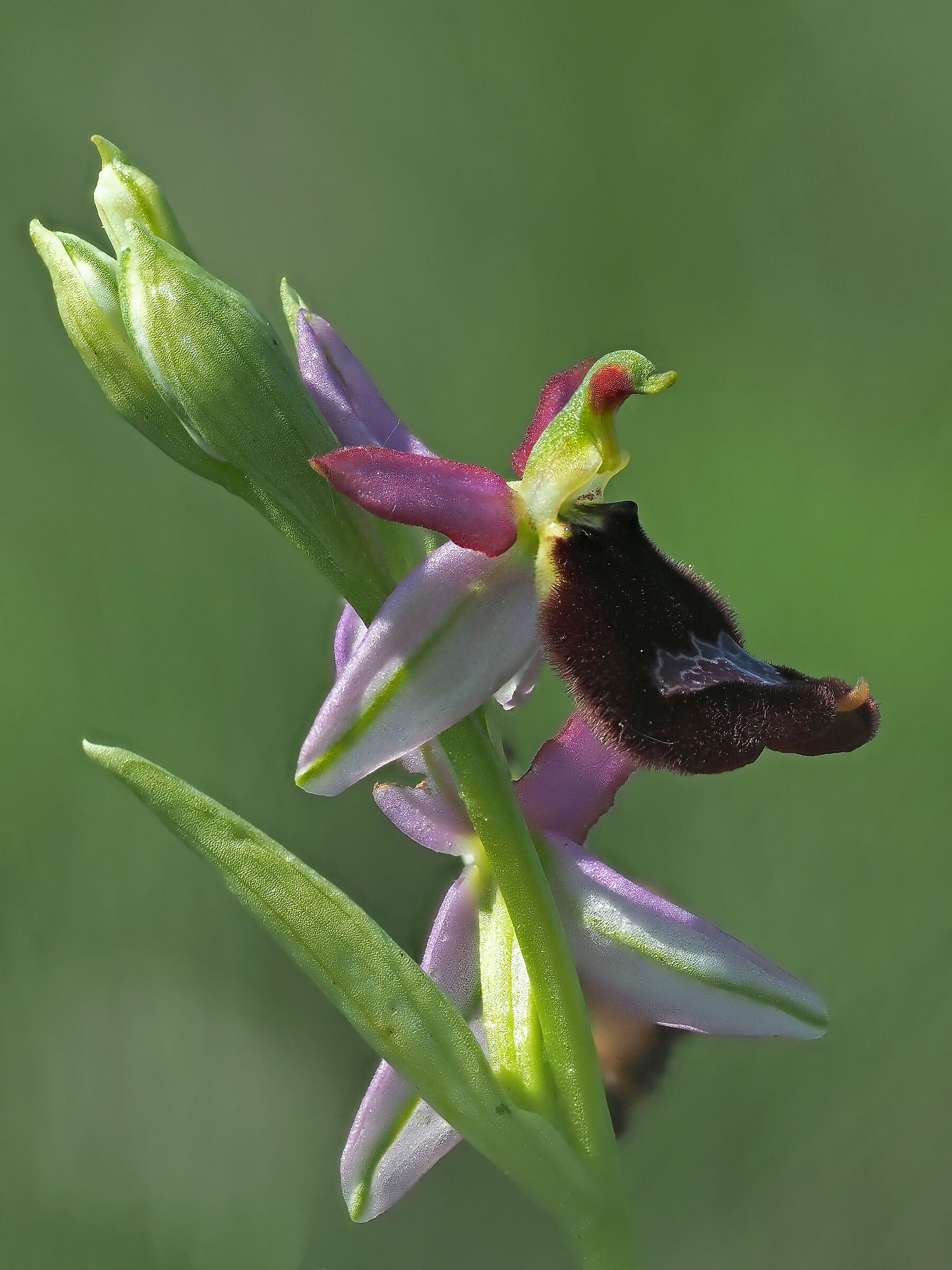 Ophrys benacensis
