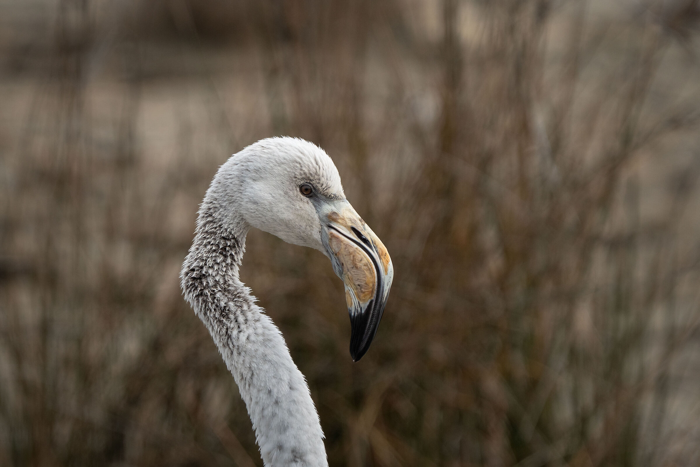 Ritratto di giovane Fenicottero (Valle Cavanata)