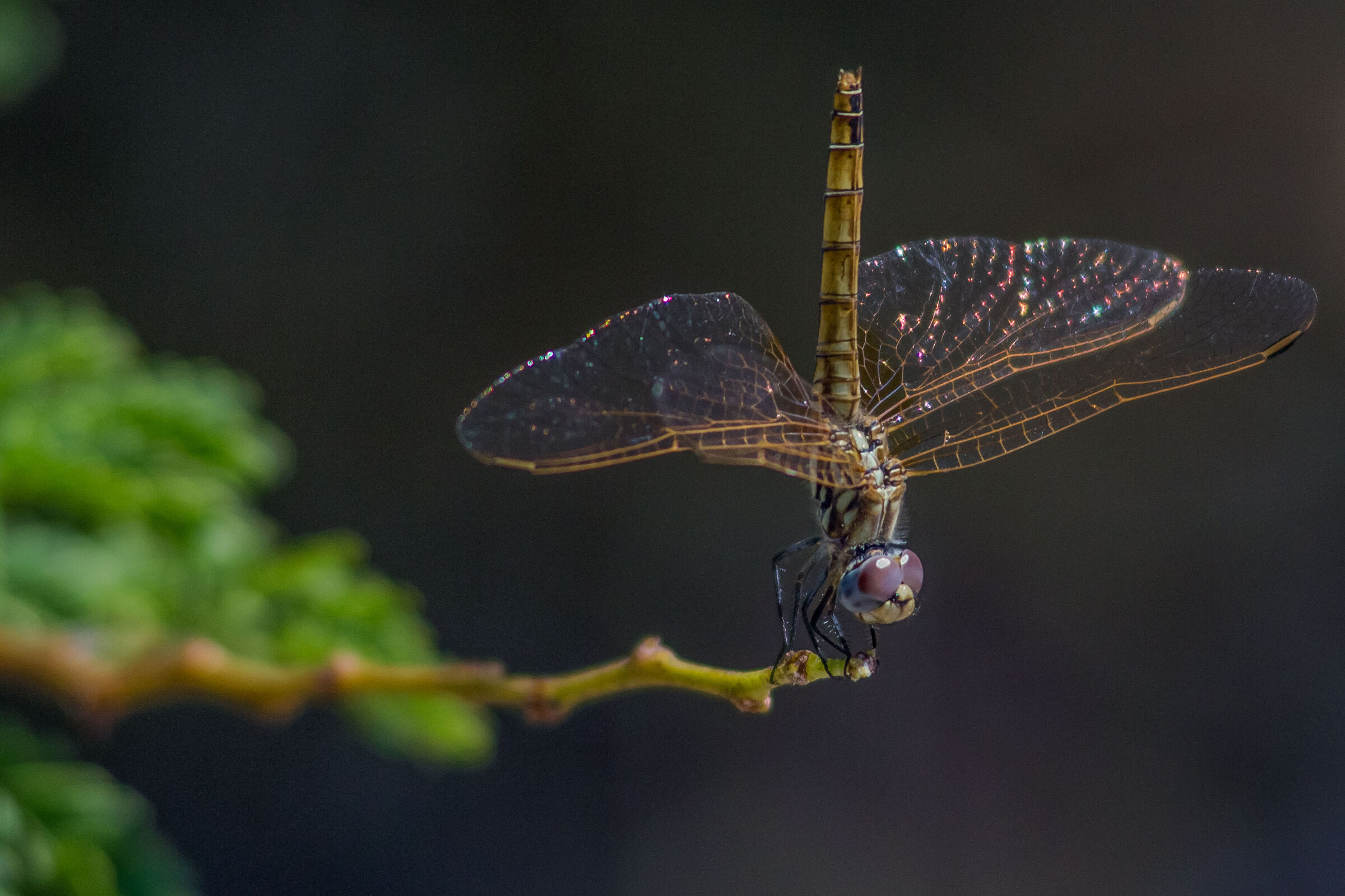 Dragonfly on the Ciane River