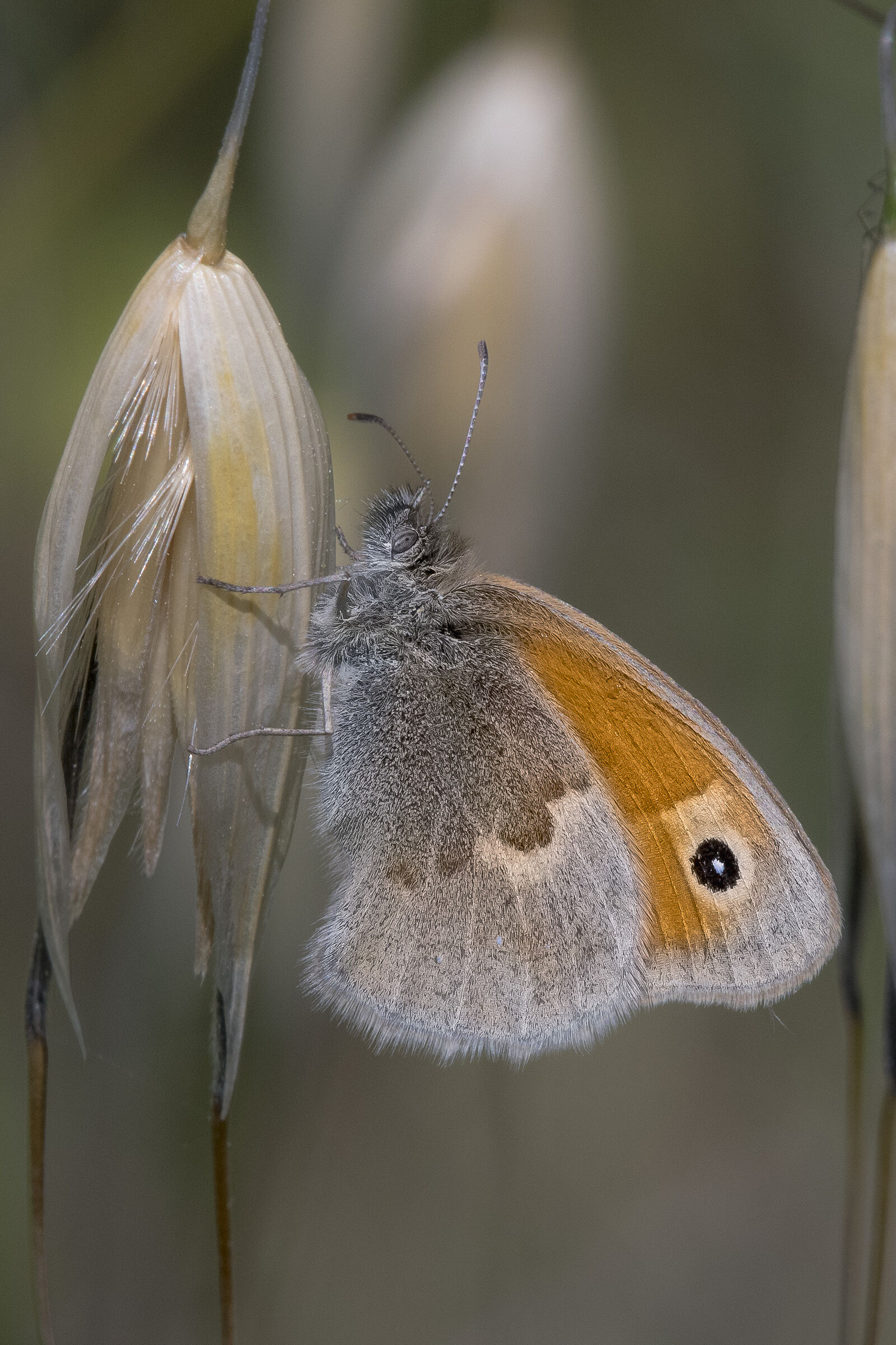 Panfila o Ninfa minore (Coenonympha pamphilus)