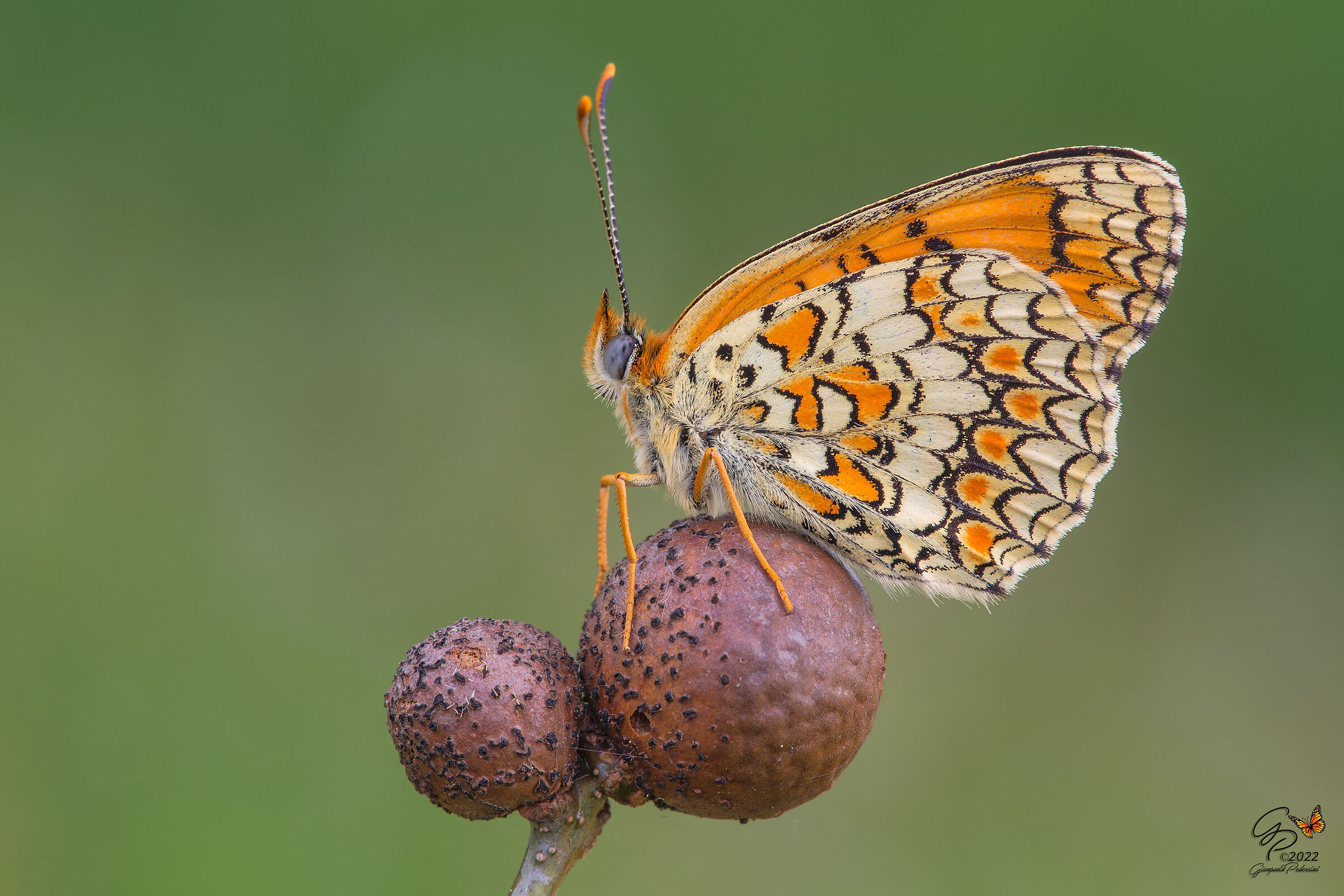 Melitaea phoebe