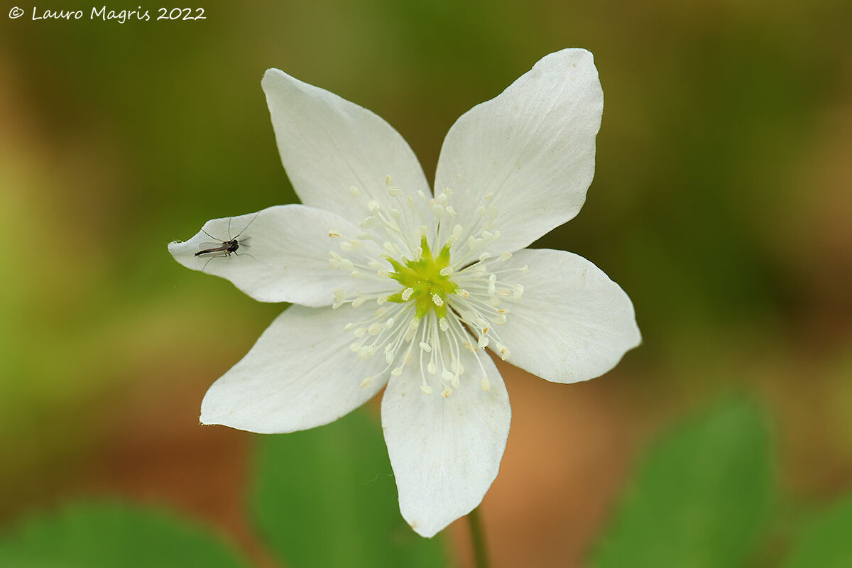 Anemone a fiore di Narciso