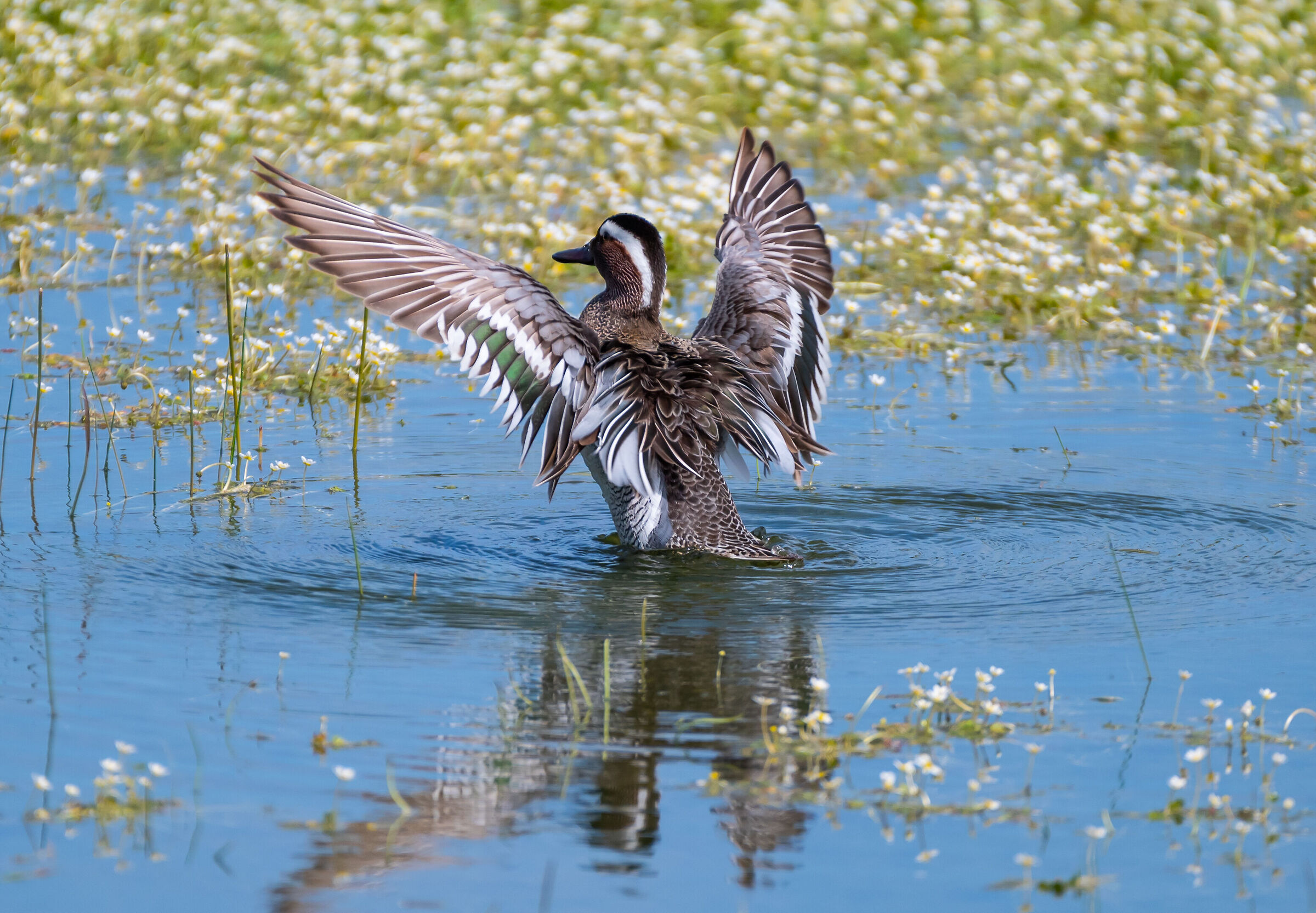 Garganey