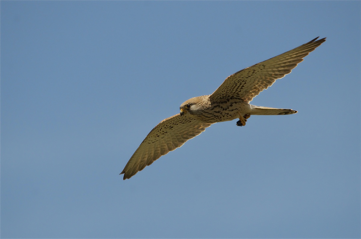 Falco Naumanni - female Lesser Kestrel