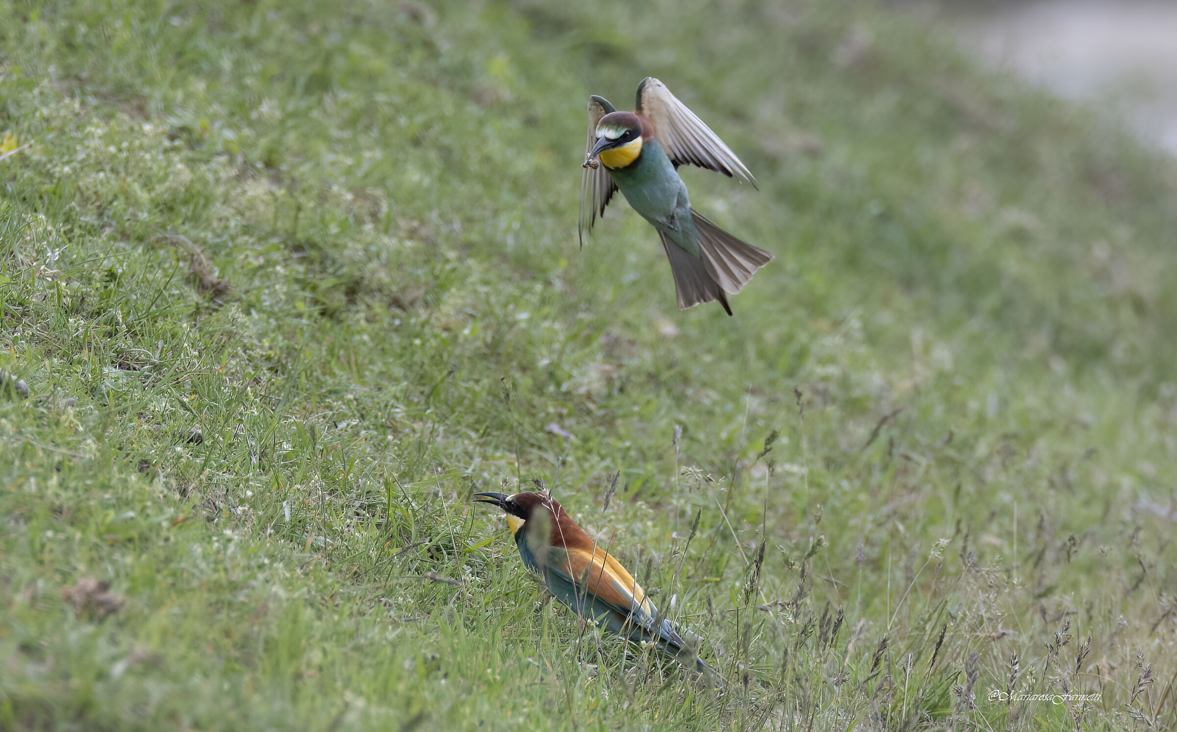 Bee-eaters