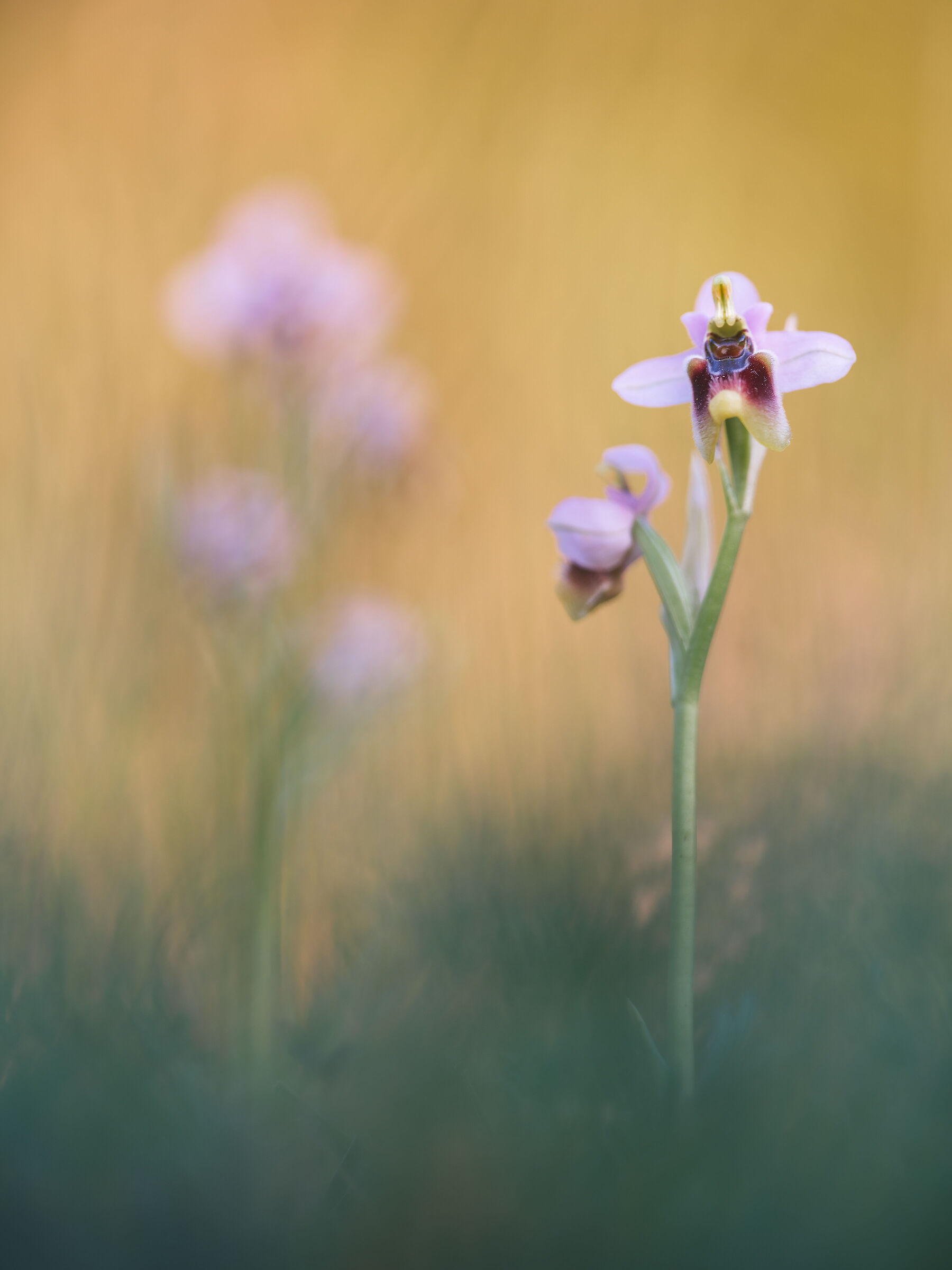 Ophrys tenthredinifera