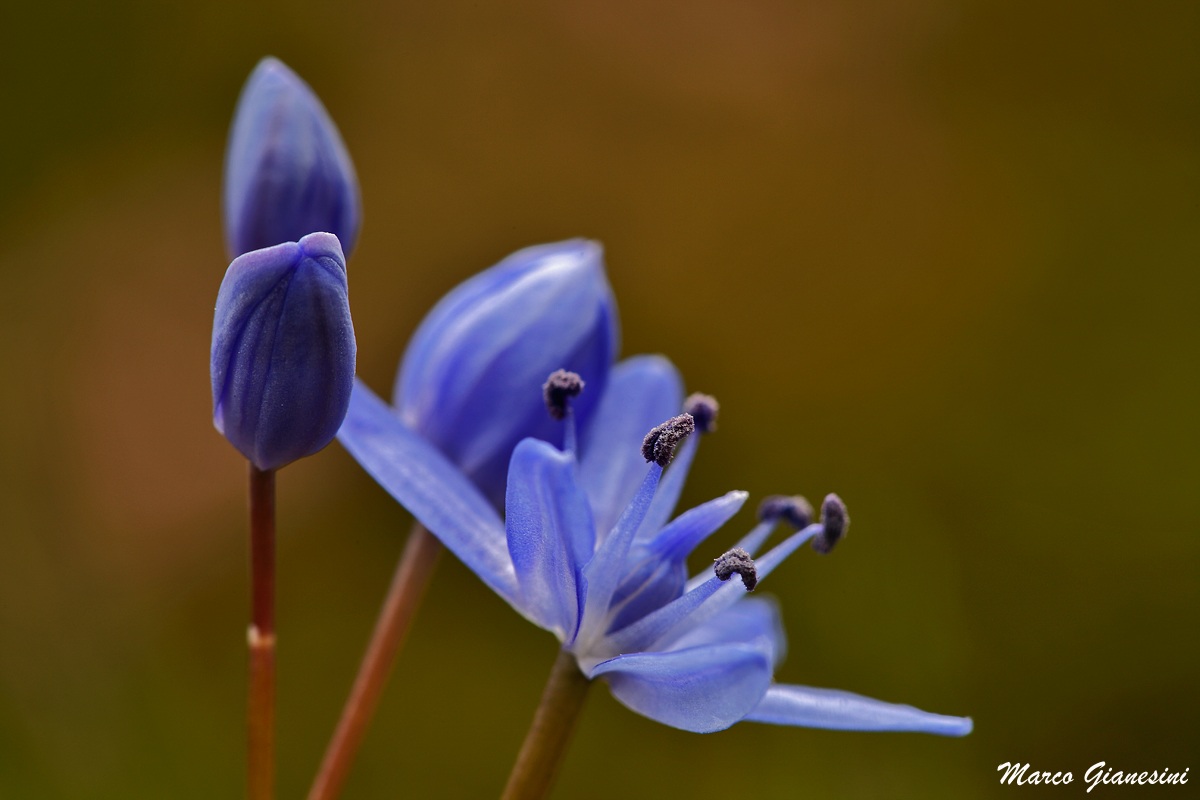 Scilla bifolia