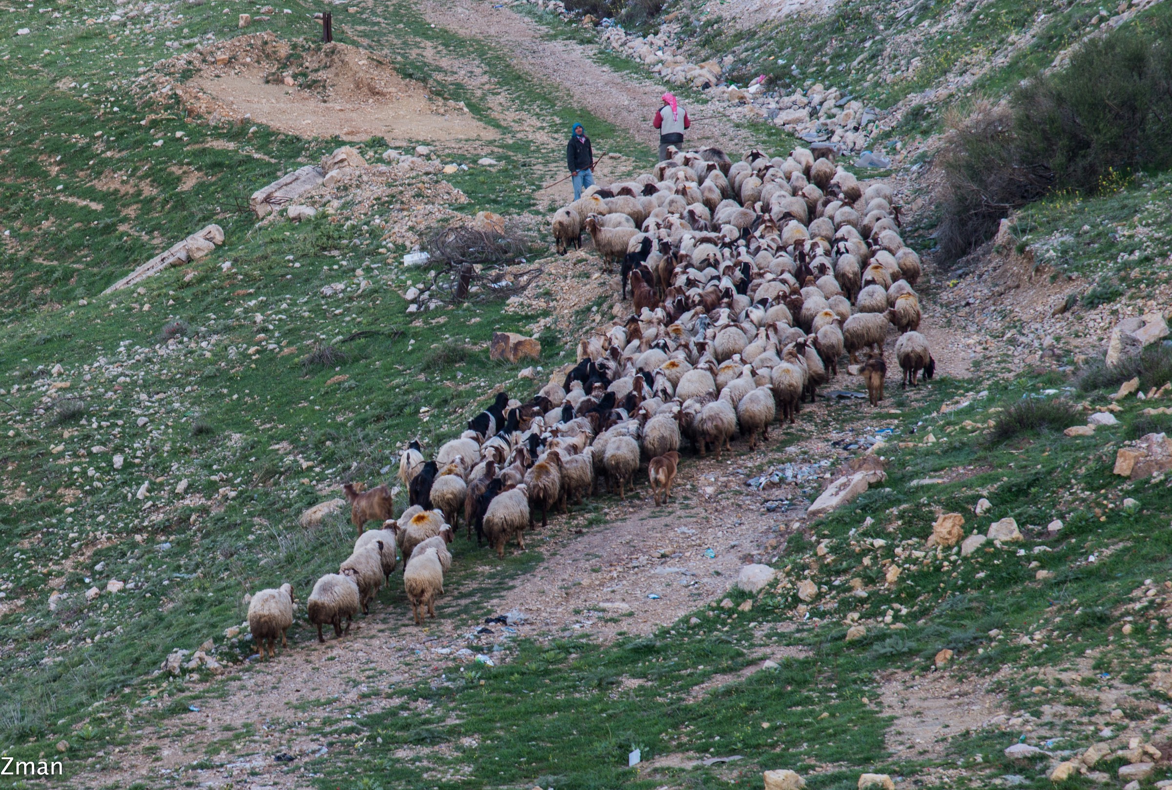 Herd of Sheep and Their Shepard's