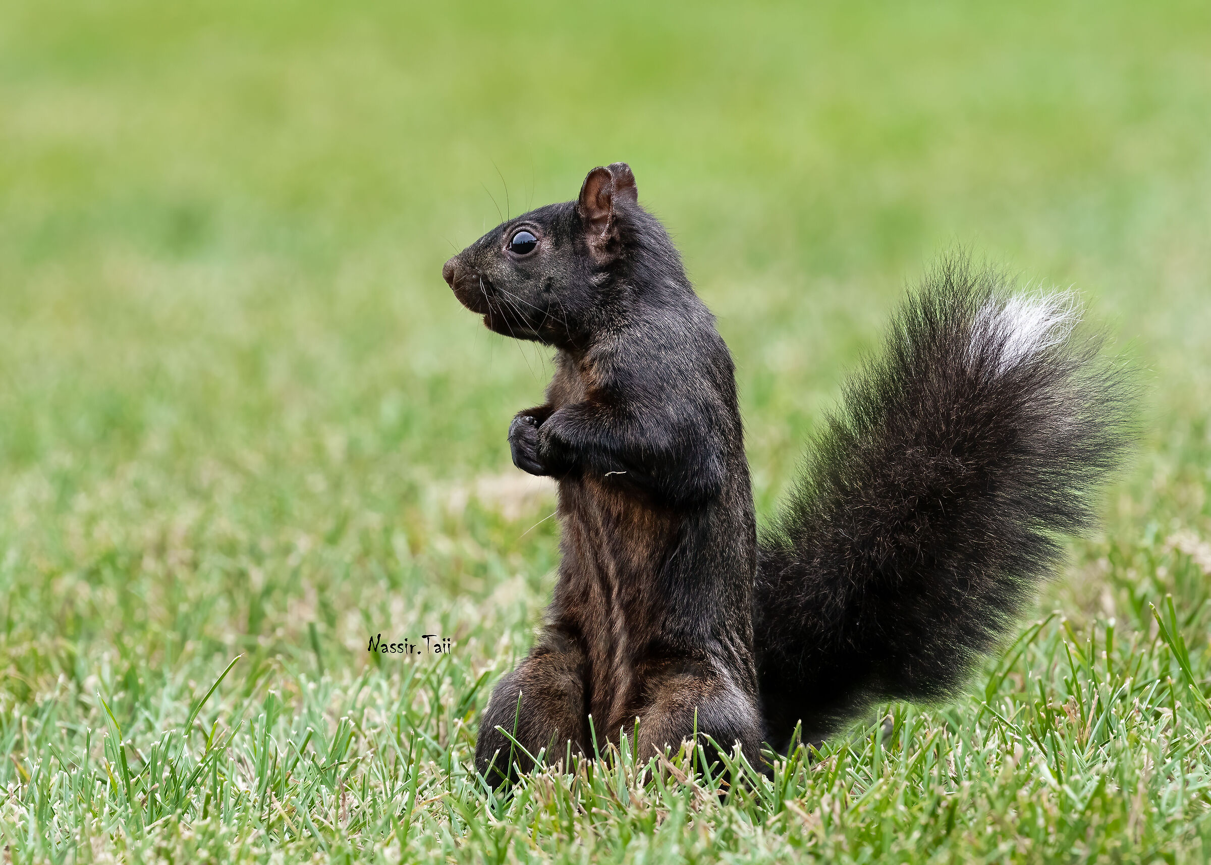 Scoiattolo nero canadese