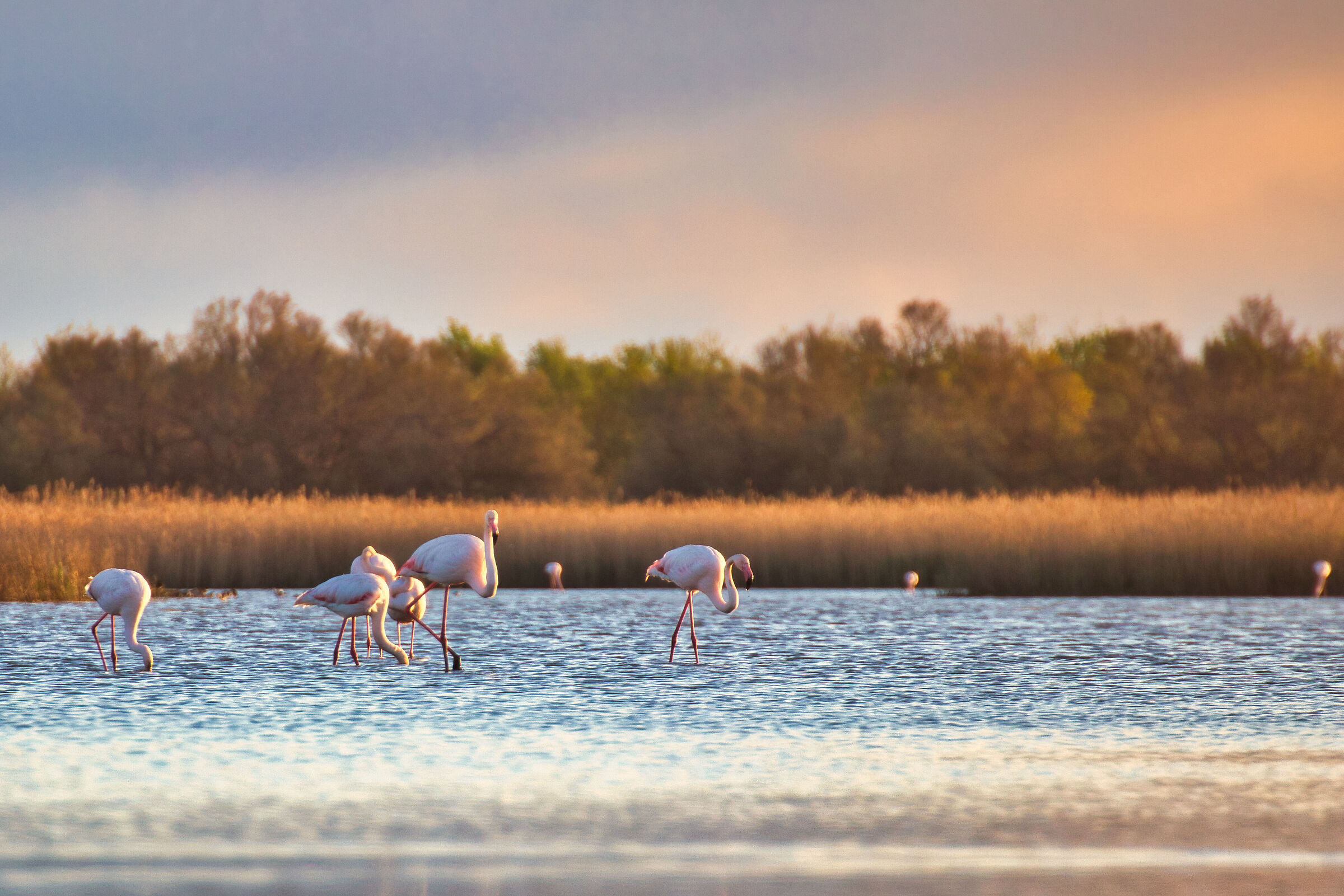 Fenicotteri Rosa all'alba - Comacchio