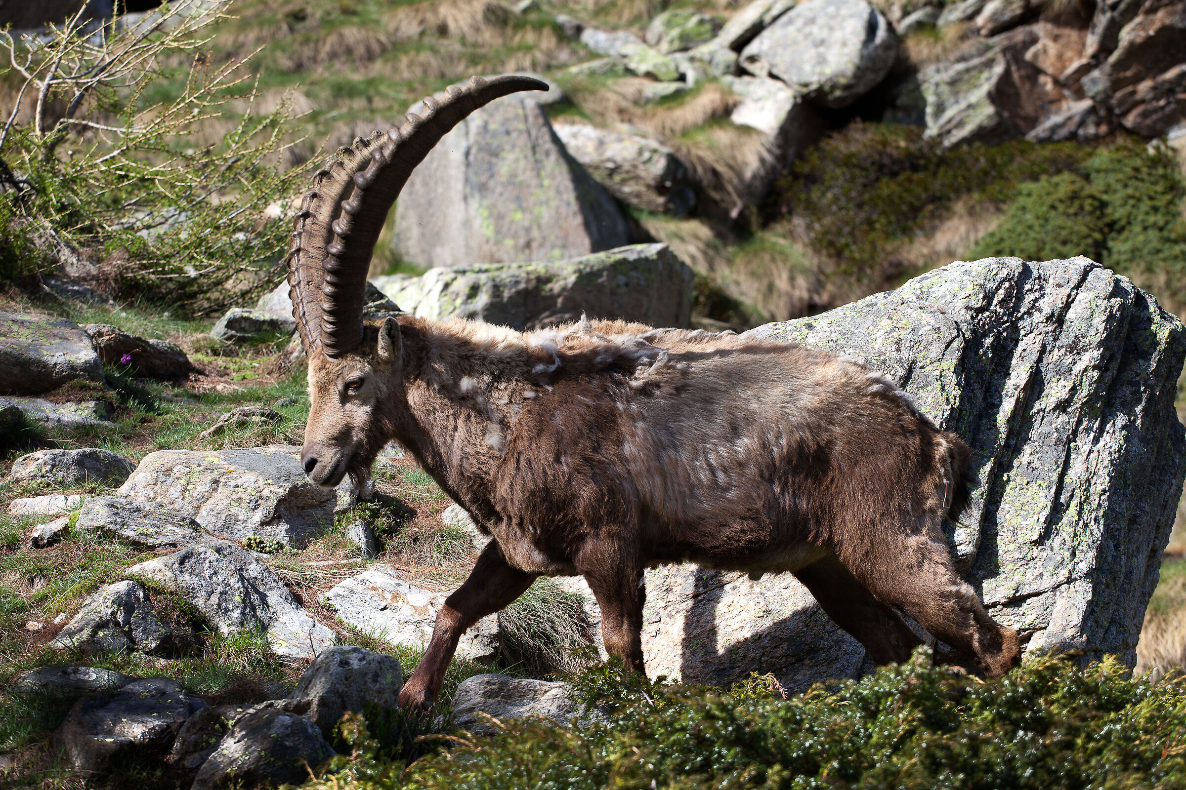 Ibex 07