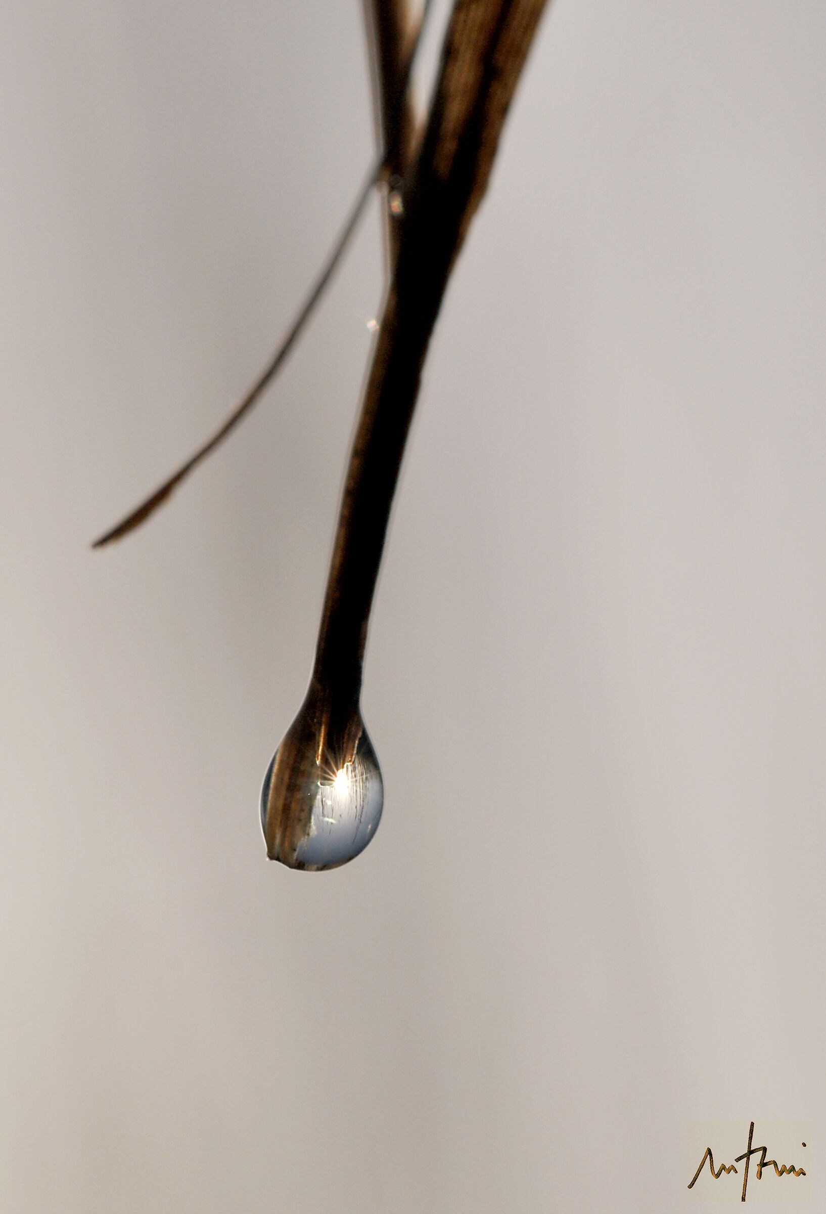 The sun in the dew drop