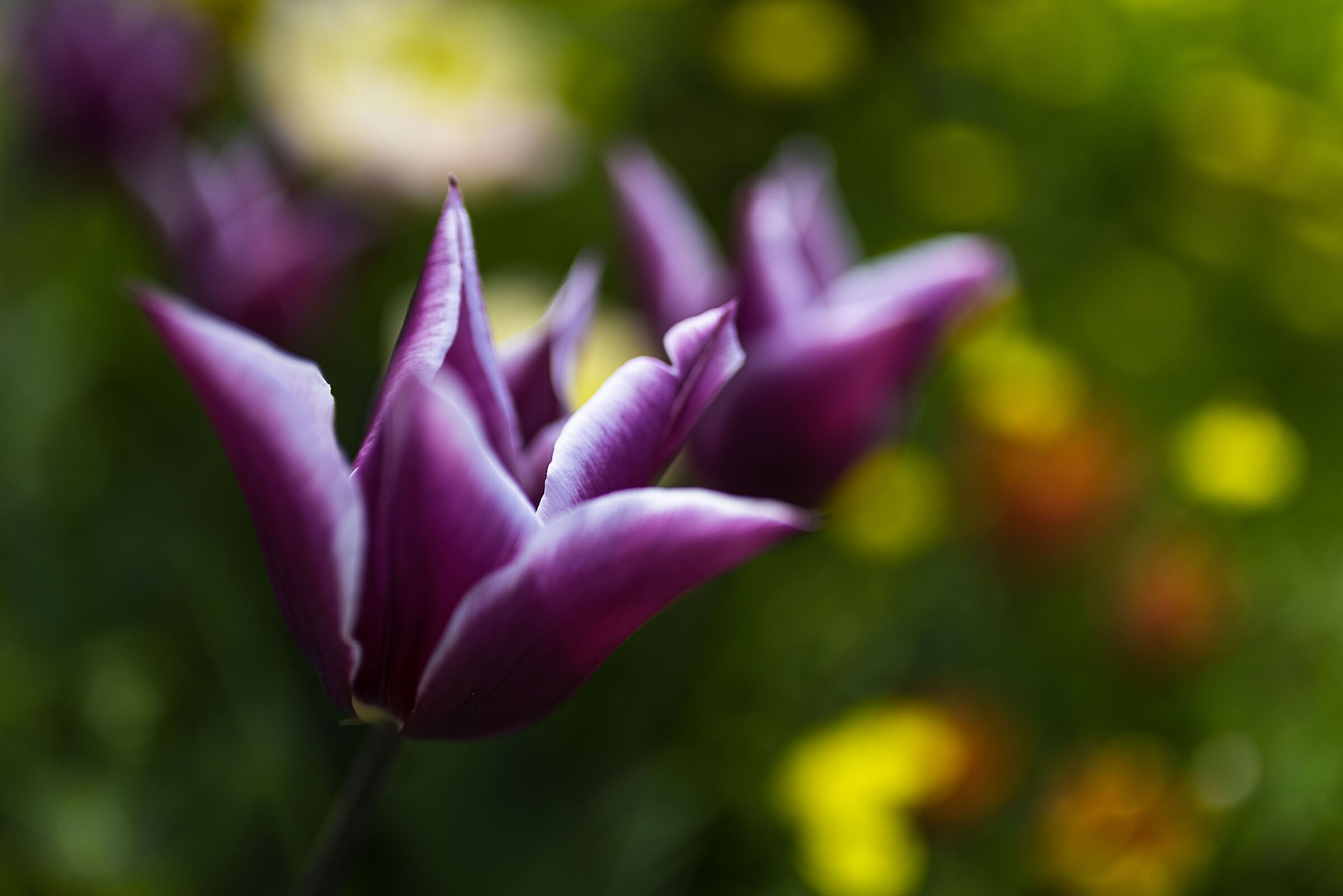 Pair of tulips