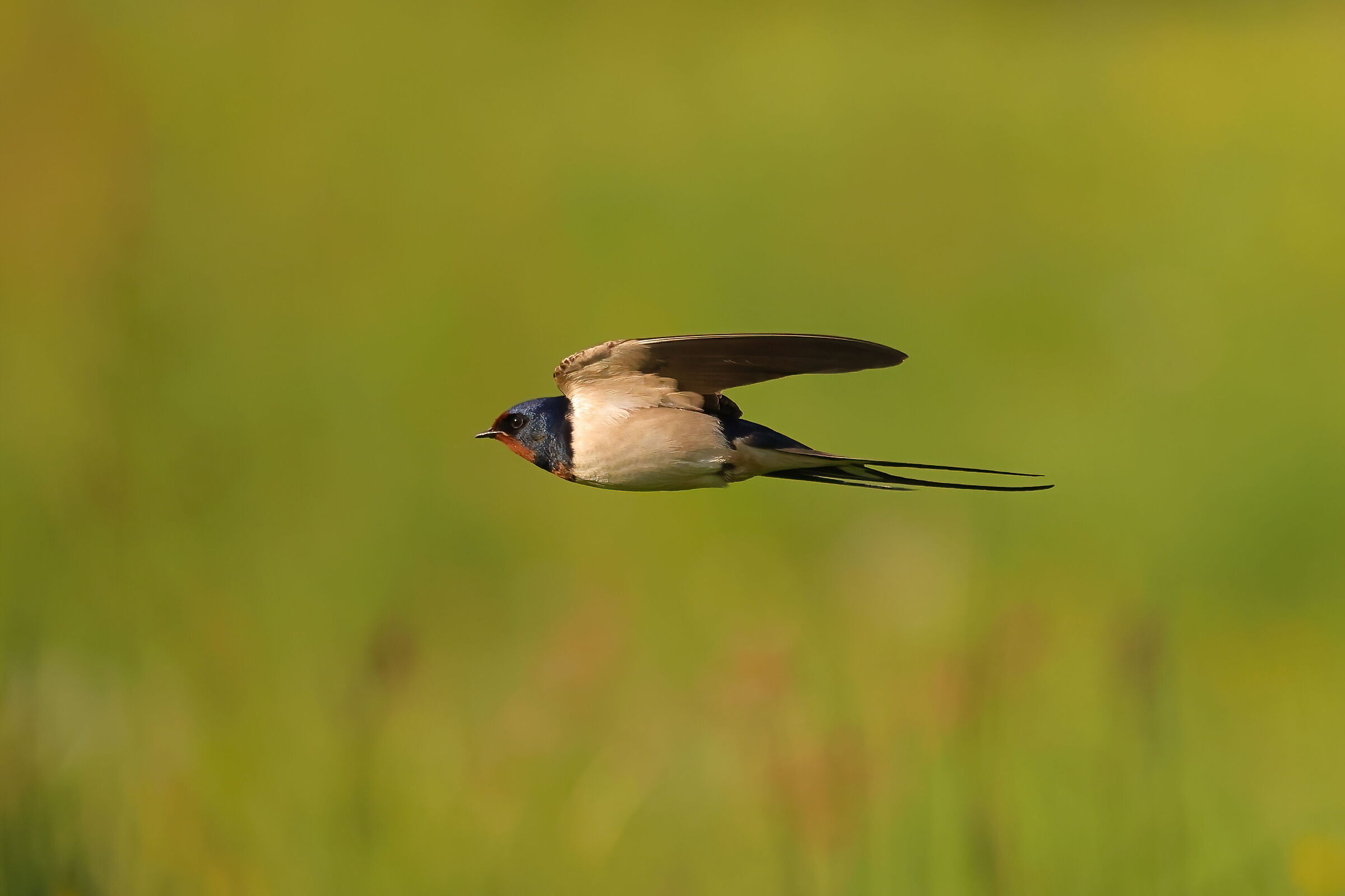 Barn swallow