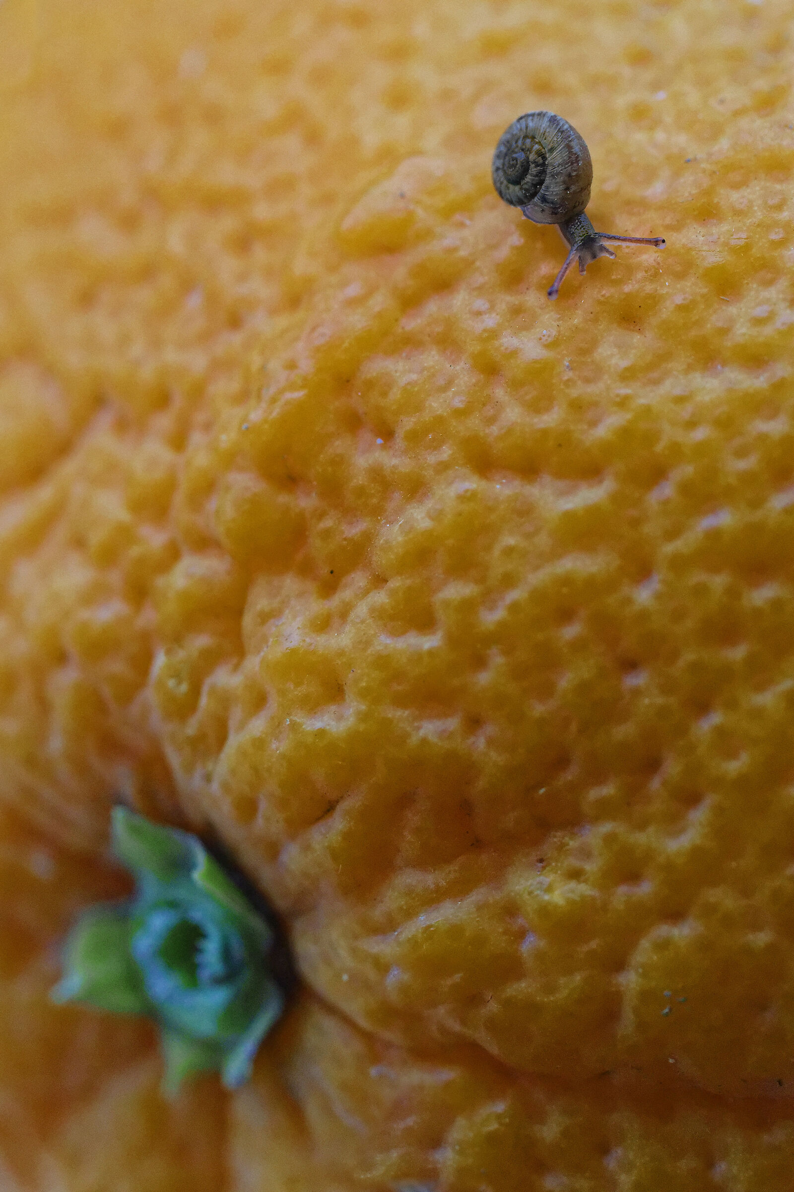Un viaggio arancio
