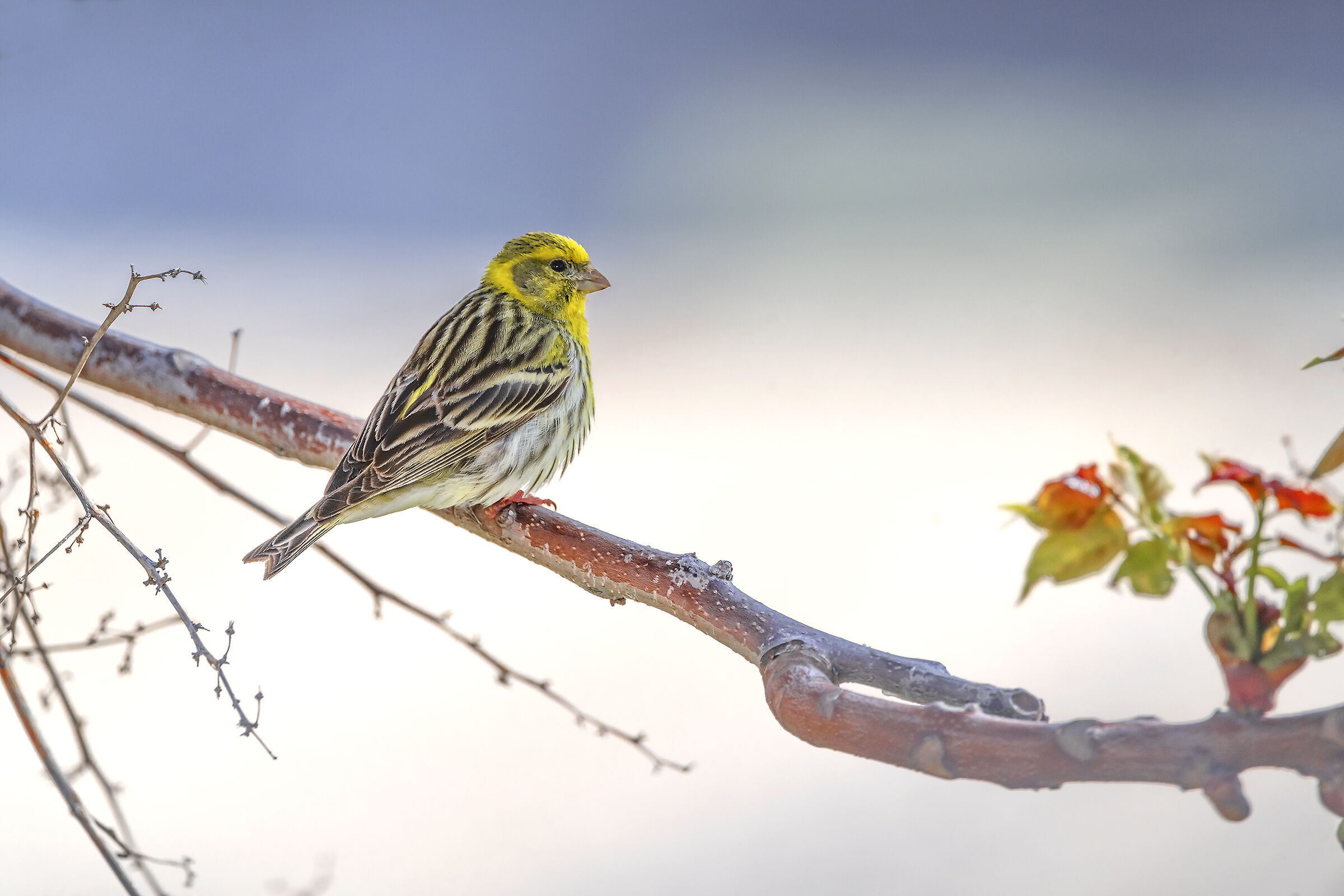 Verzellino early morning