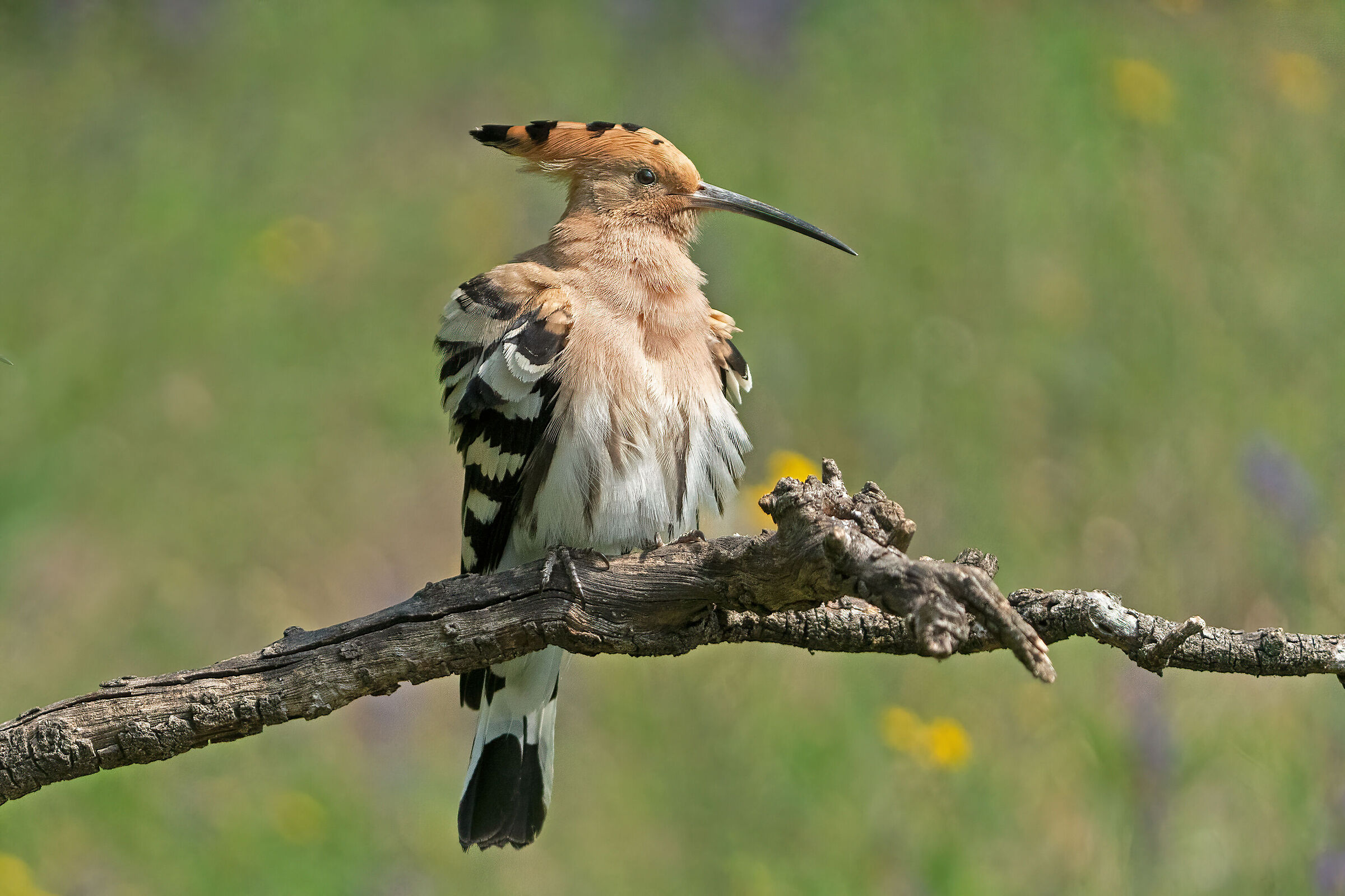Hoopoe
