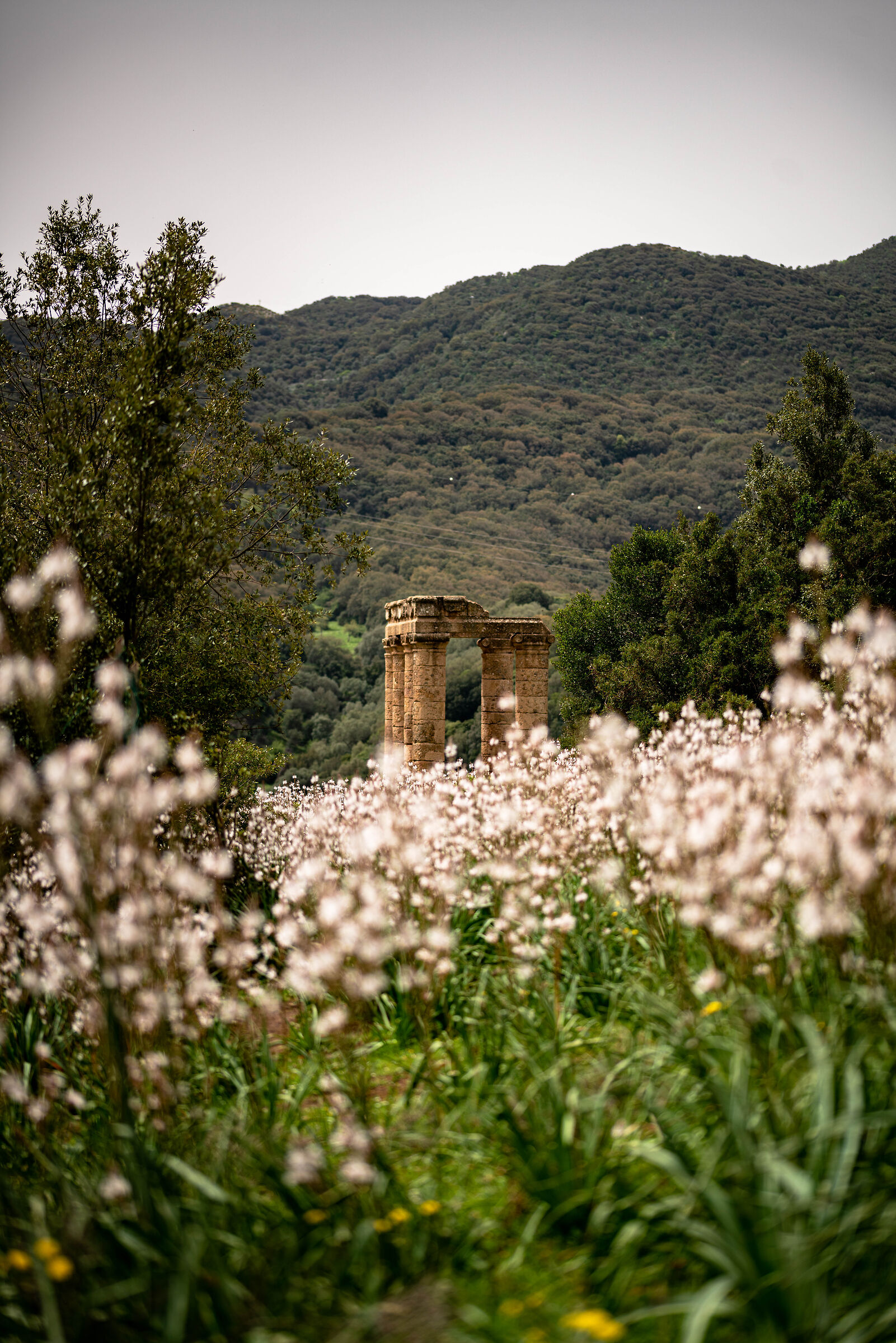 Tempio di Antas