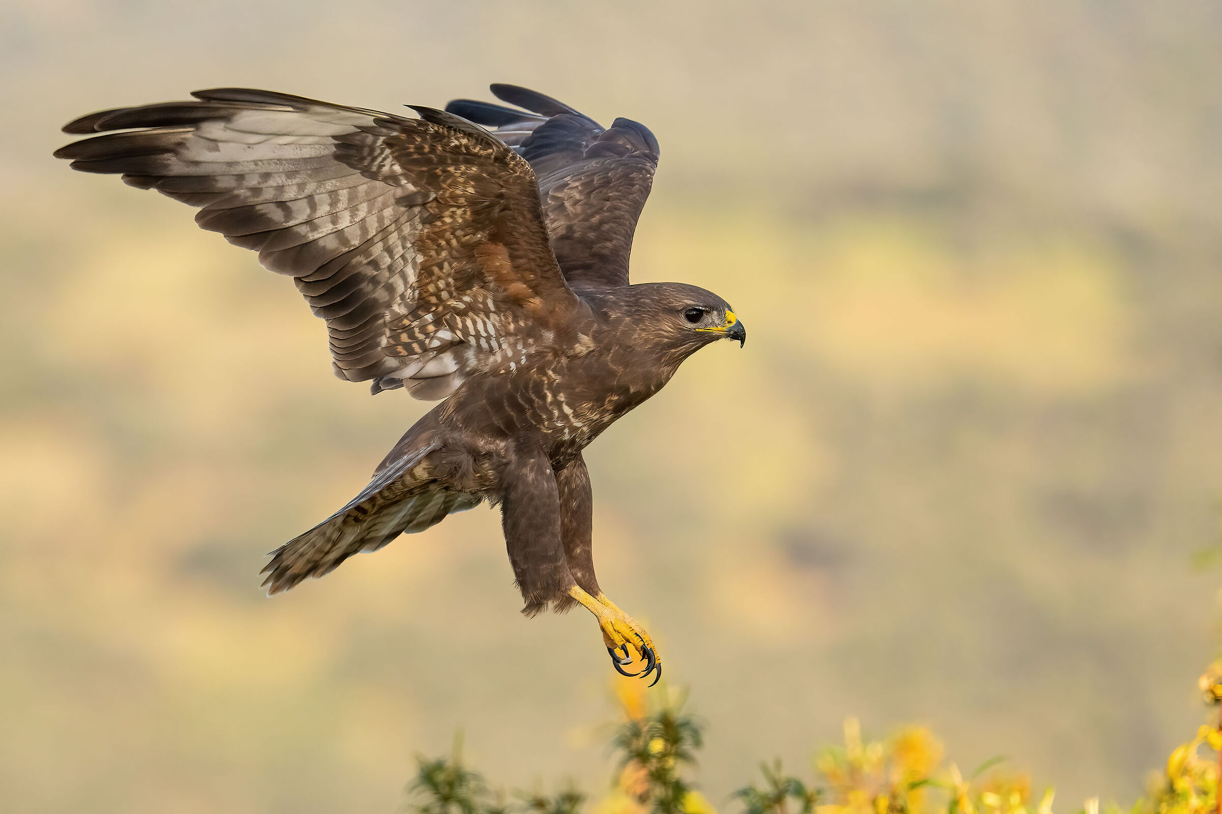 Buzzard