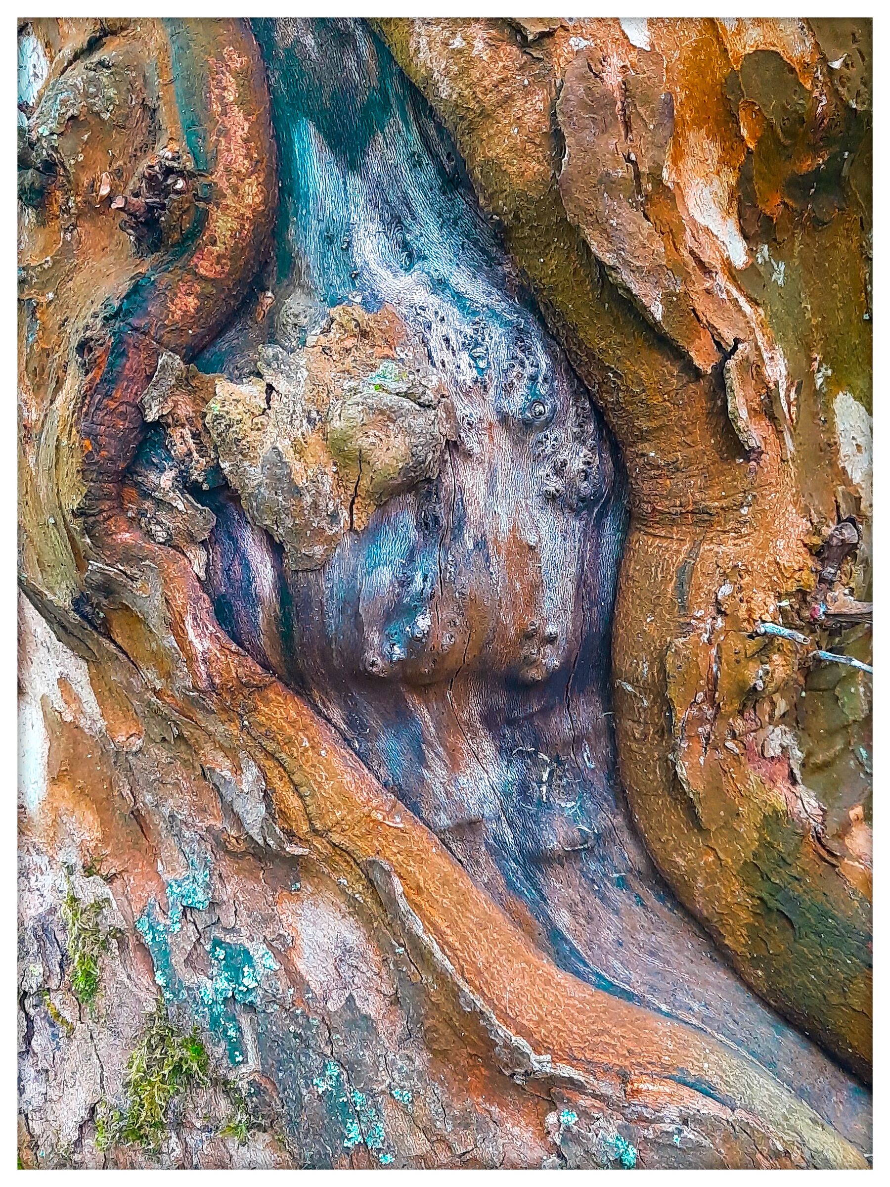 Cromatismi  Arborei
