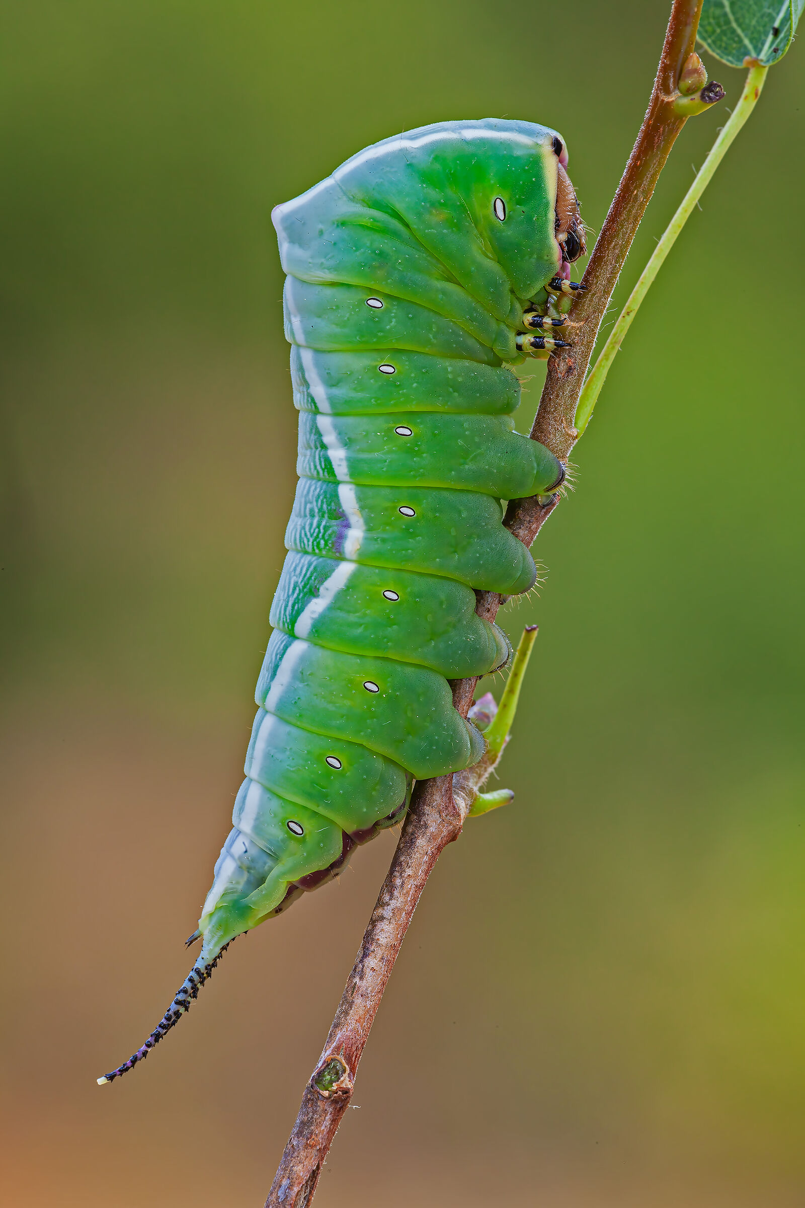 Caterpillar of Cerura vinula