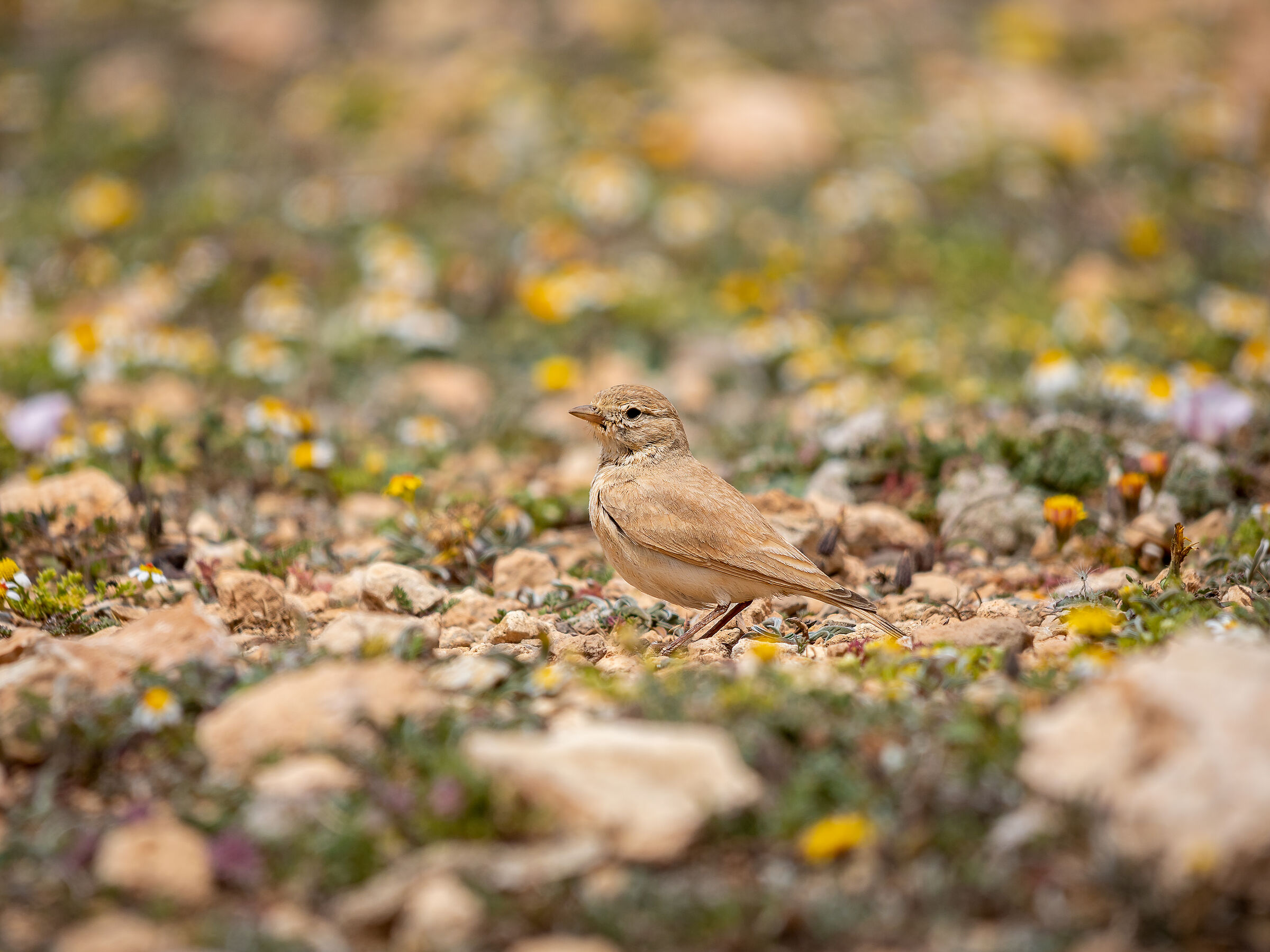 Lesser desert lark