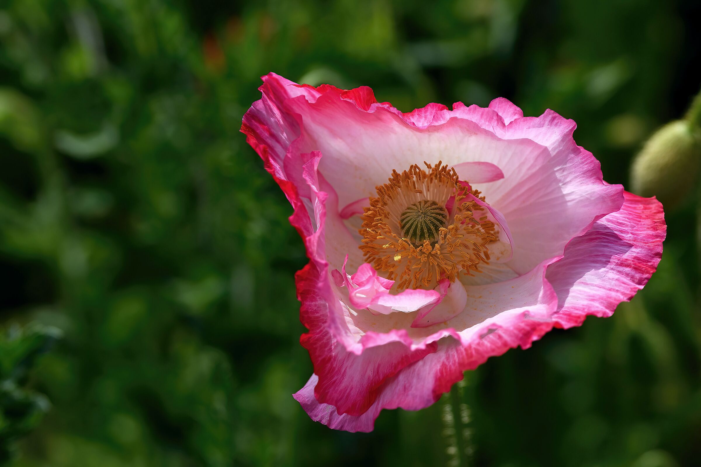 The triangular poppy...