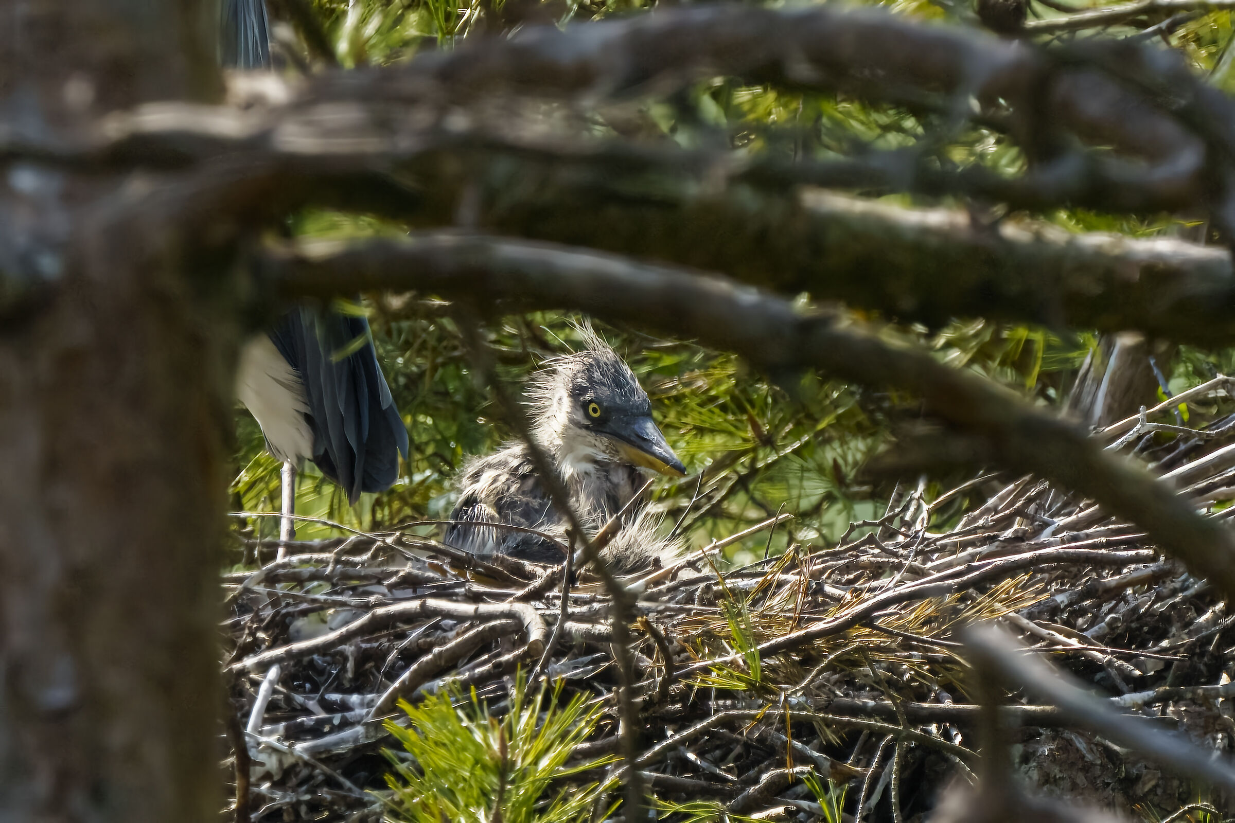 Pullo di airone cenerino
