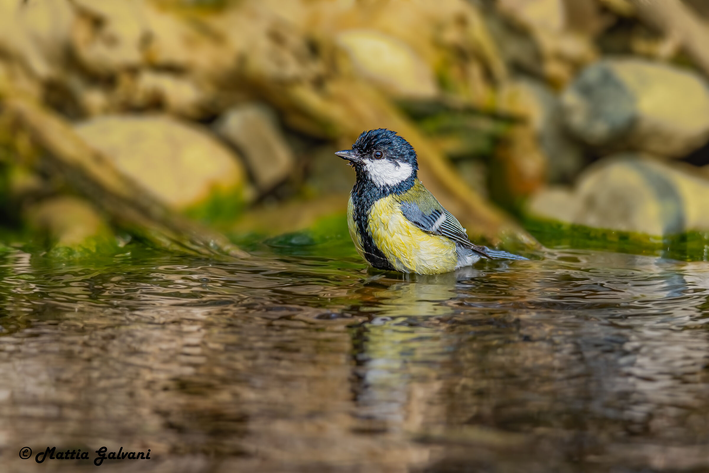 The bath of the Great