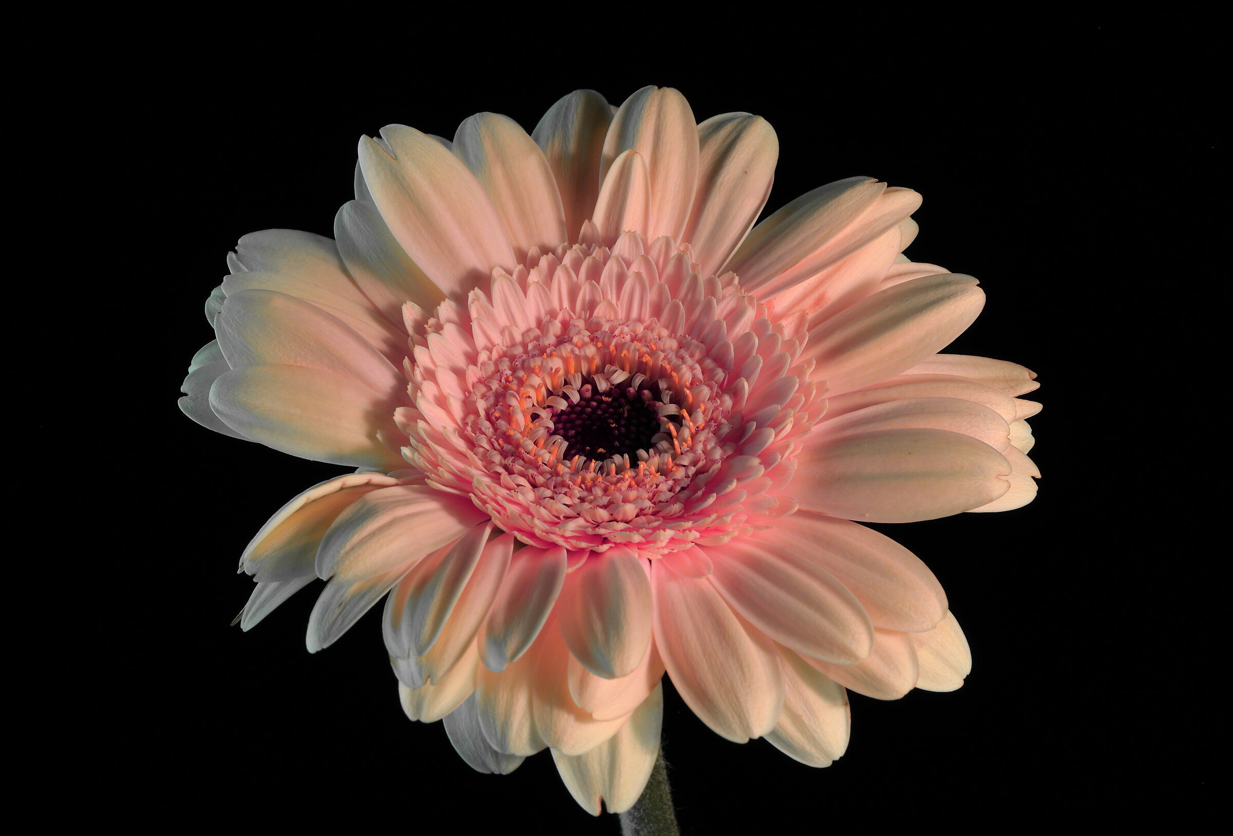 Gerbera