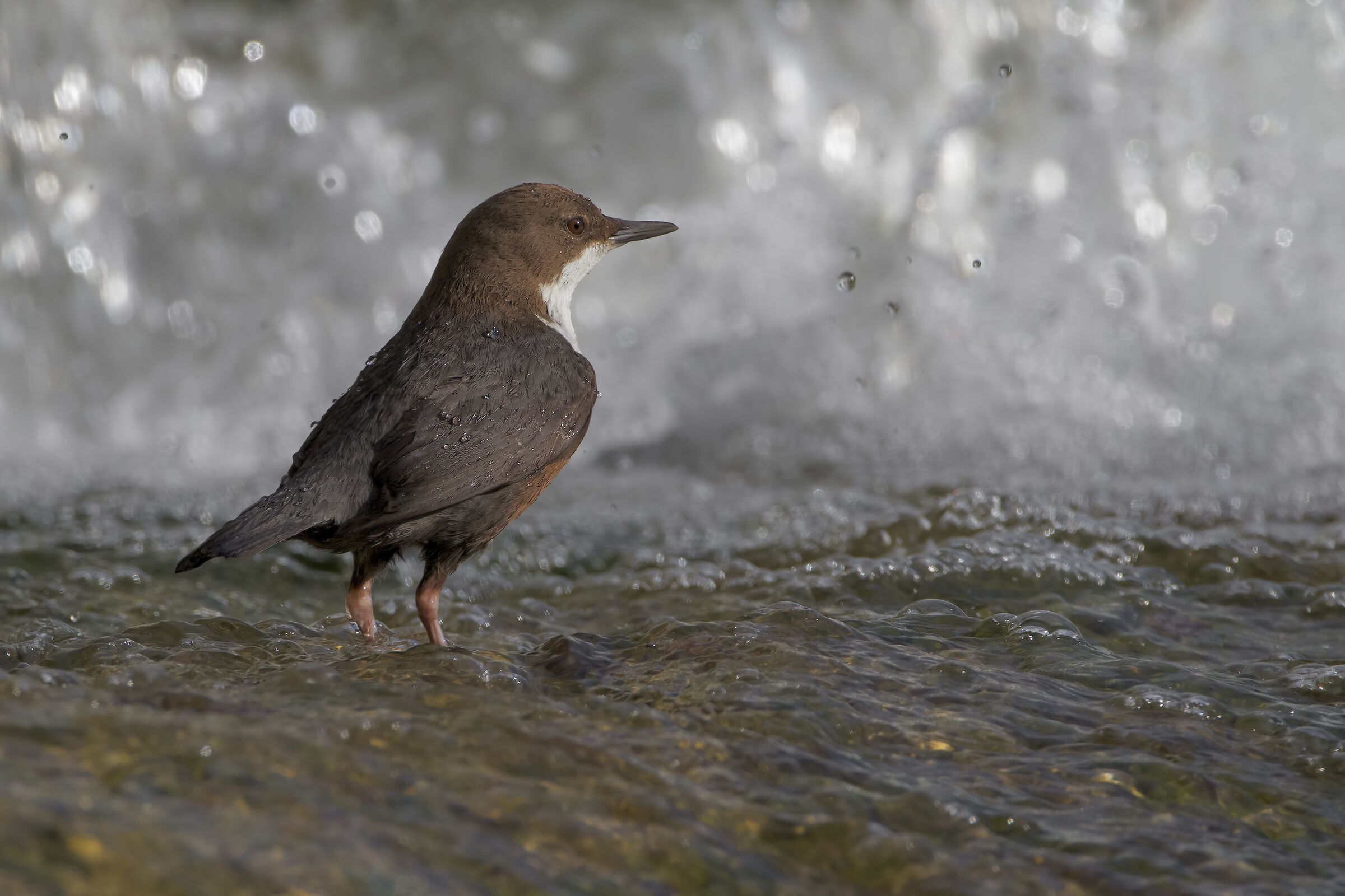White-throated dipper