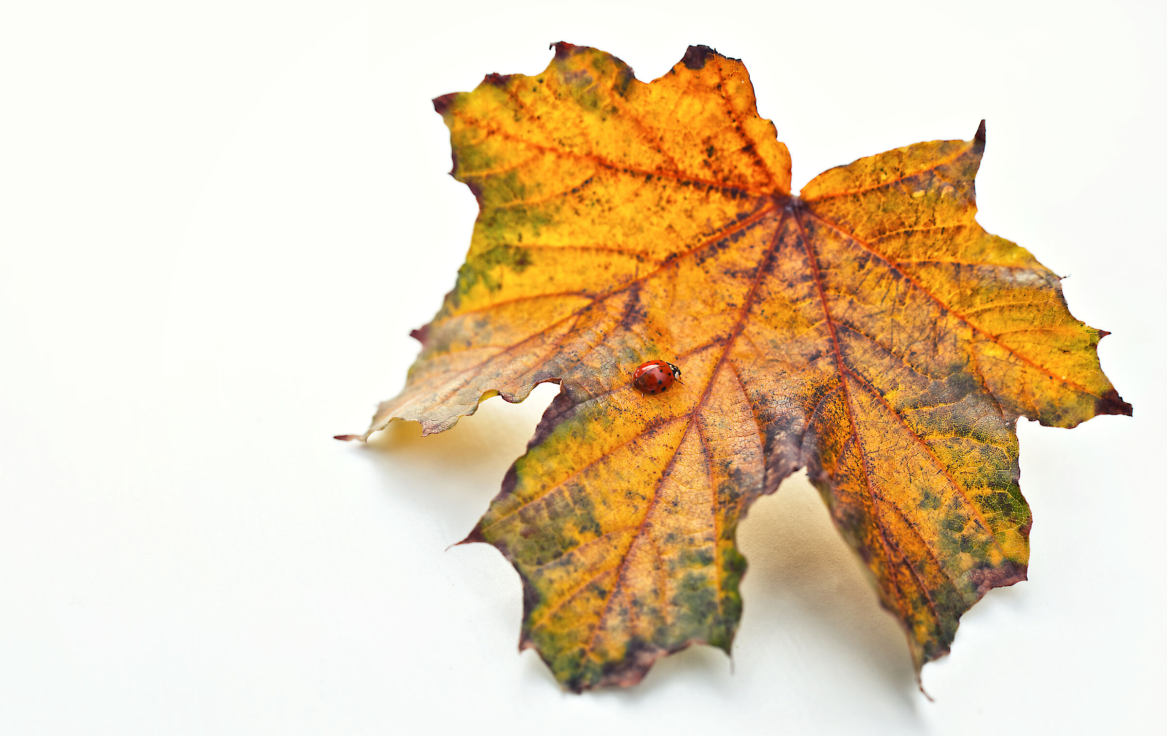 Coccinella su una foglia d'acero (autunno)