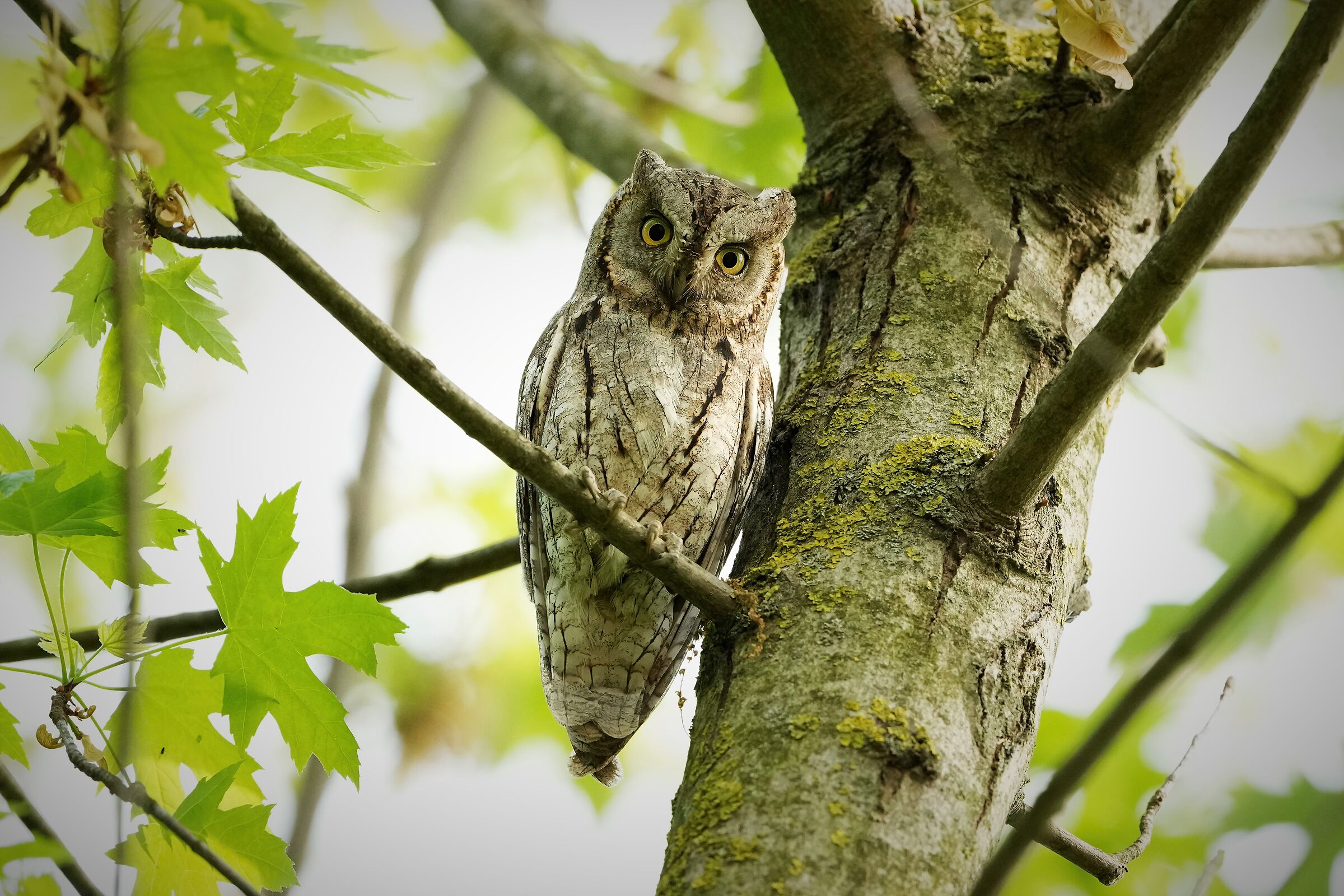 scops owl