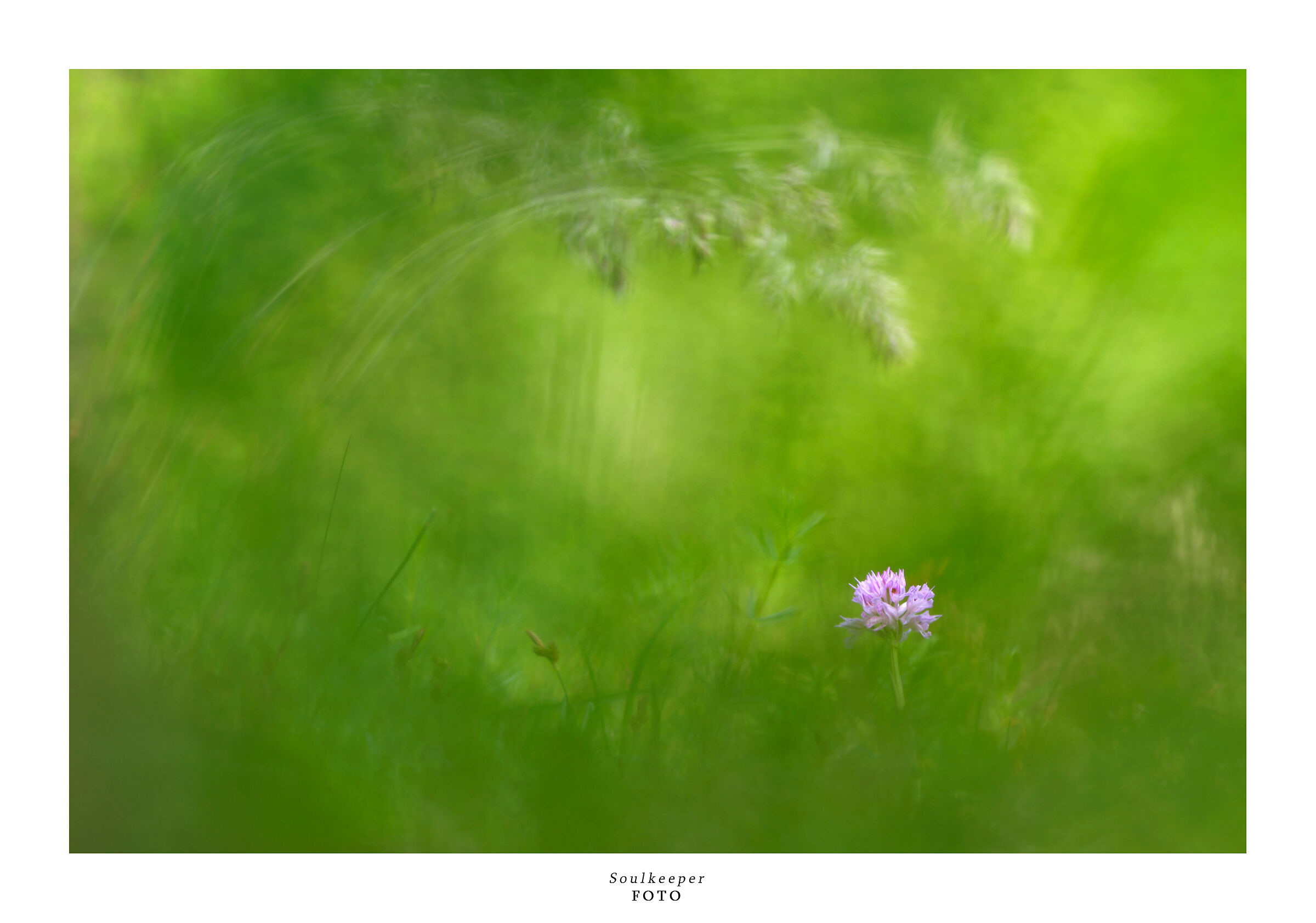 Visions from the undergrowth.