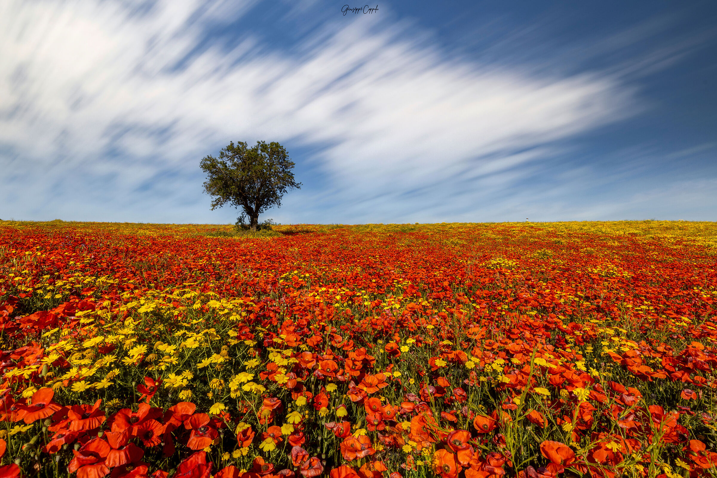 Prato fiorito ragusano...