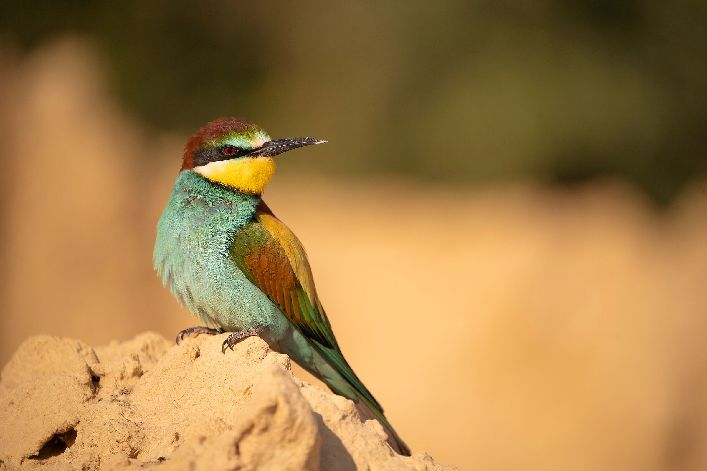 The first Bee-eater is never forgotten