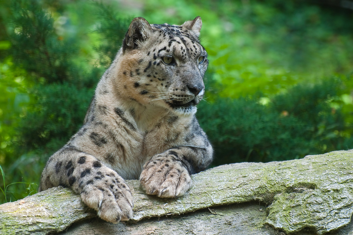 Snow Leopard